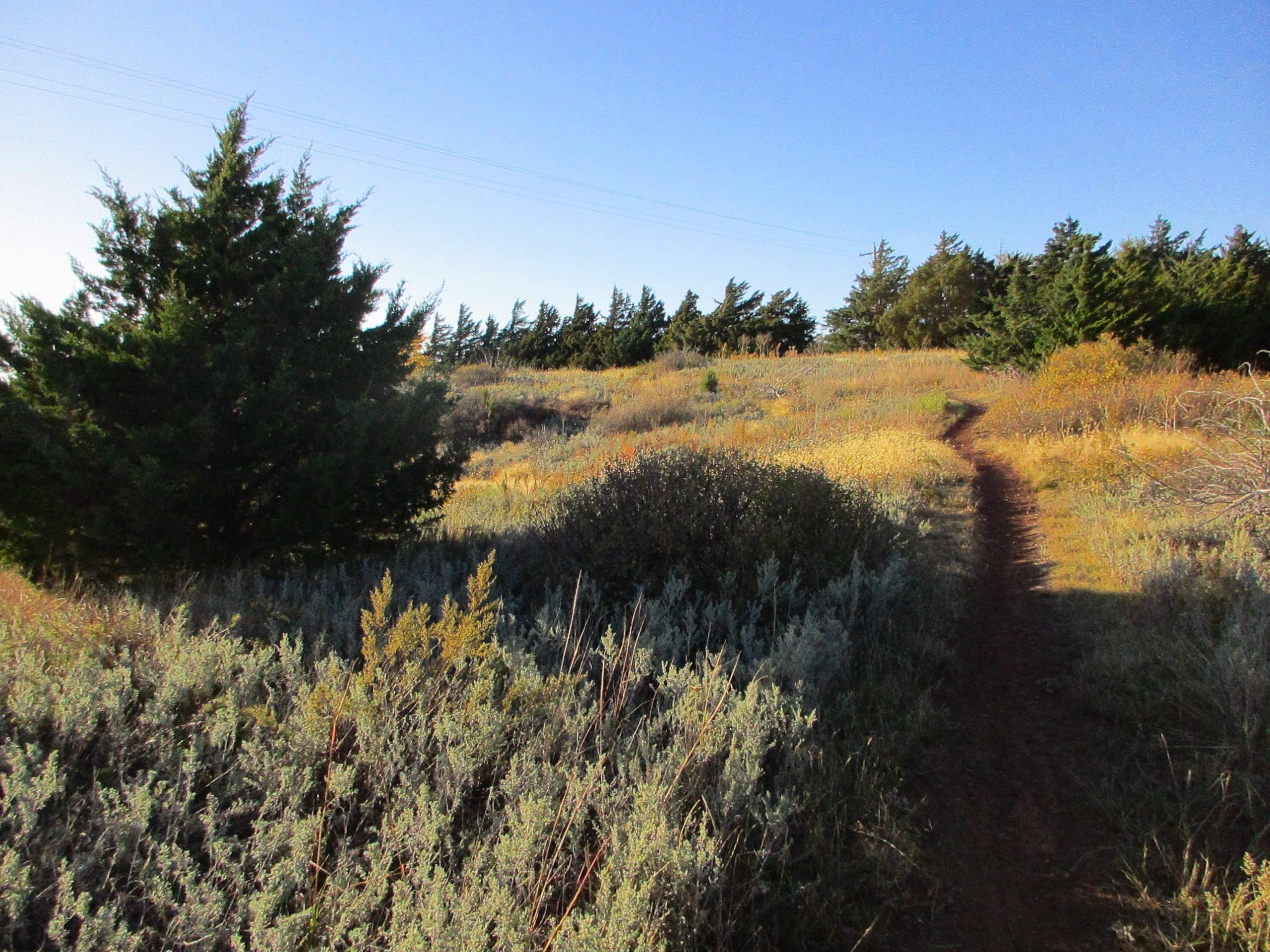 A winding dirt path leading through a hilly landscape filled with golden grasses and scattered shrubs, bordered by green trees under a clear blue sky. Switchgrass mountain bike trail.