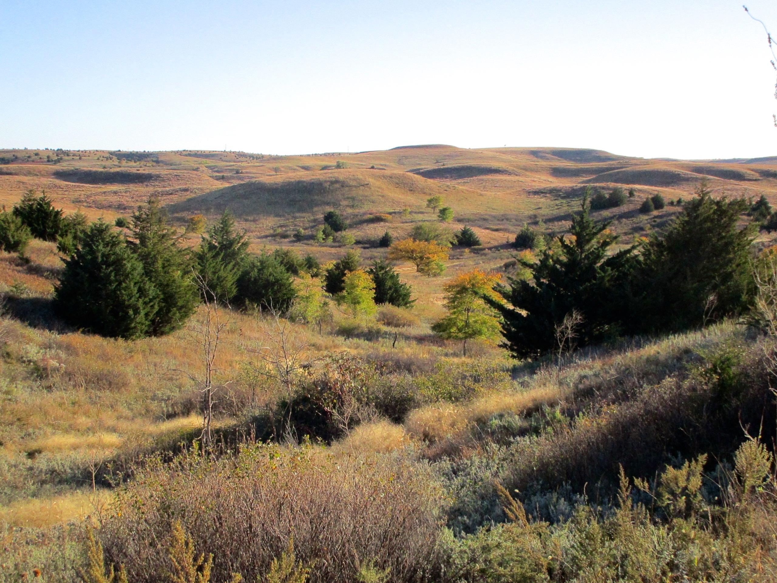 A scenic view of rolling hills covered in golden grass and scattered trees, with a clear blue sky above. The landscape features varying shades of green and hints of autumn colors among the foliage, creating a tranquil natural setting. Switchgrass mountain bike trail.