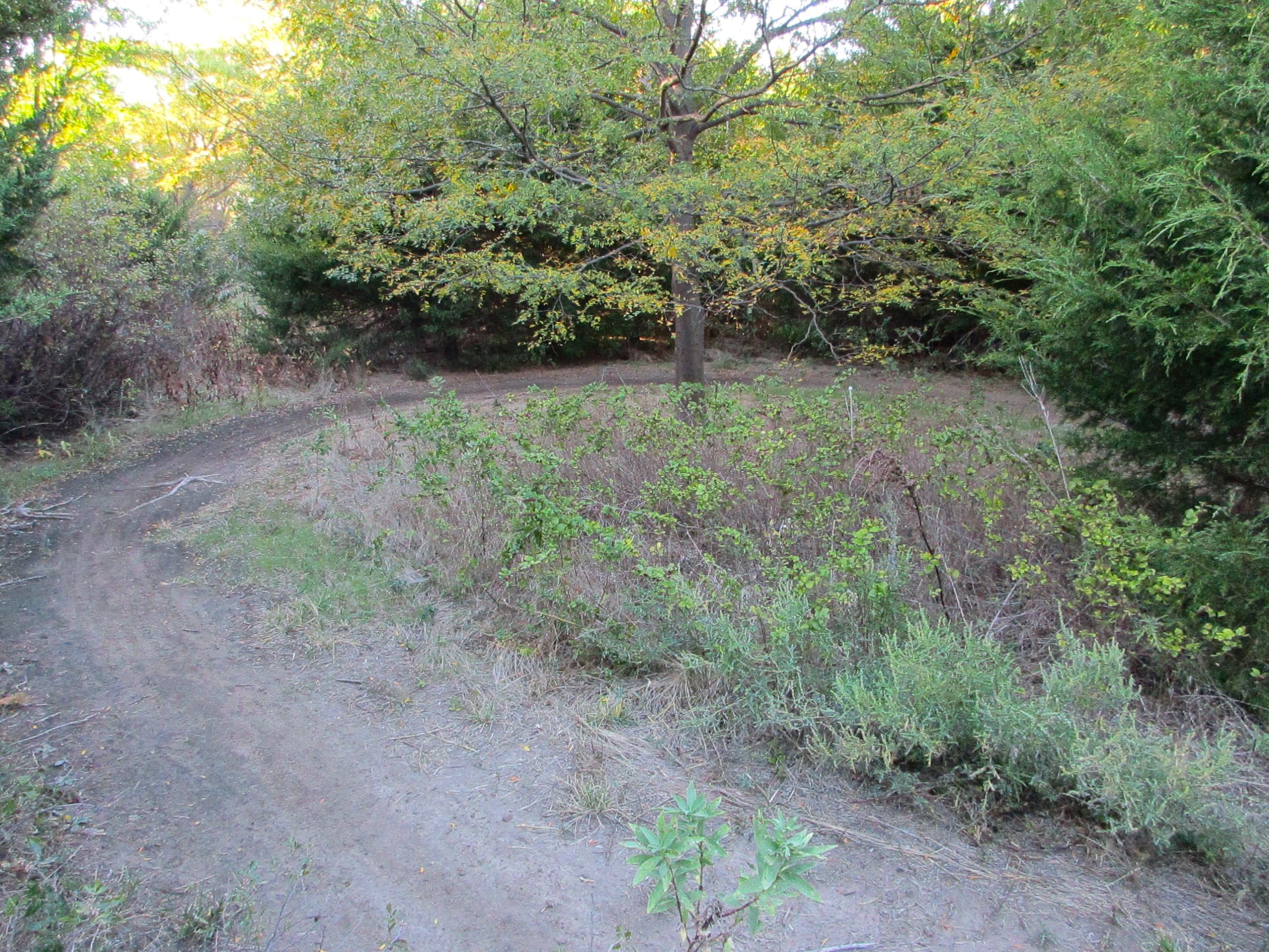 A winding dirt path meanders through a natural landscape, bordered by patches of grass and foliage. A large, leafy tree stands prominently in the background, surrounded by greenery and underbrush. The scene is bathed in warm, soft light, suggesting either early morning or late afternoon, creating a serene and inviting atmosphere. Switchgrass mountain bike trail.