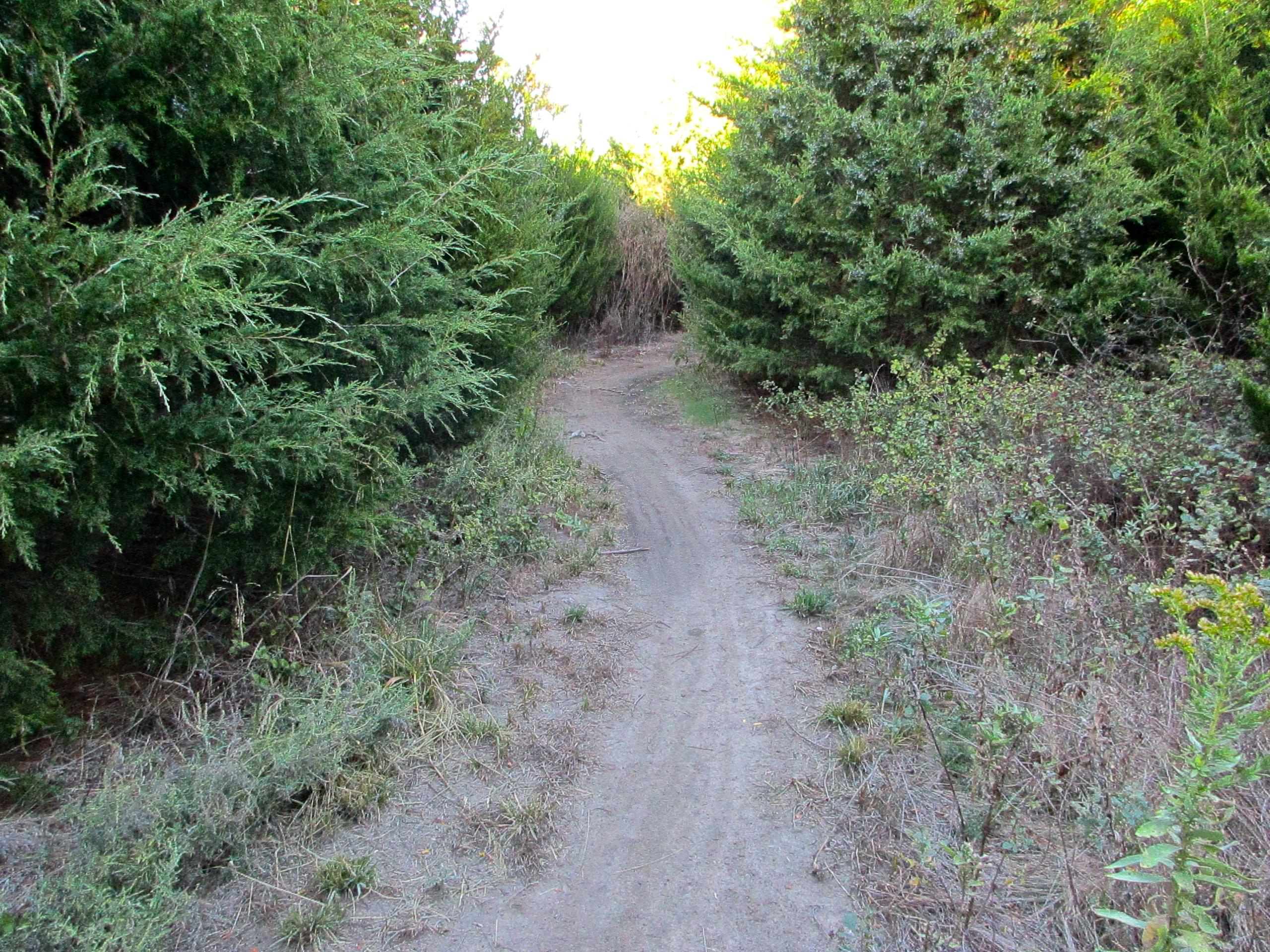 A narrow dirt path winding through dense green foliage and shrubs, surrounded by tall trees. The scene is illuminated by soft sunlight, suggesting a tranquil outdoor setting. Switchgrass mountain bike trail.