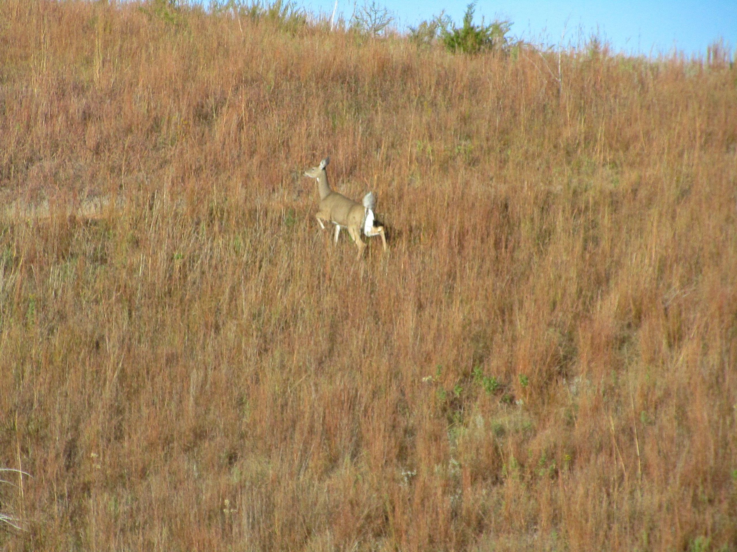 A deer grazing on a hillside covered with tall, golden grasses under a clear blue sky. Switchgrass mountain bike trail.