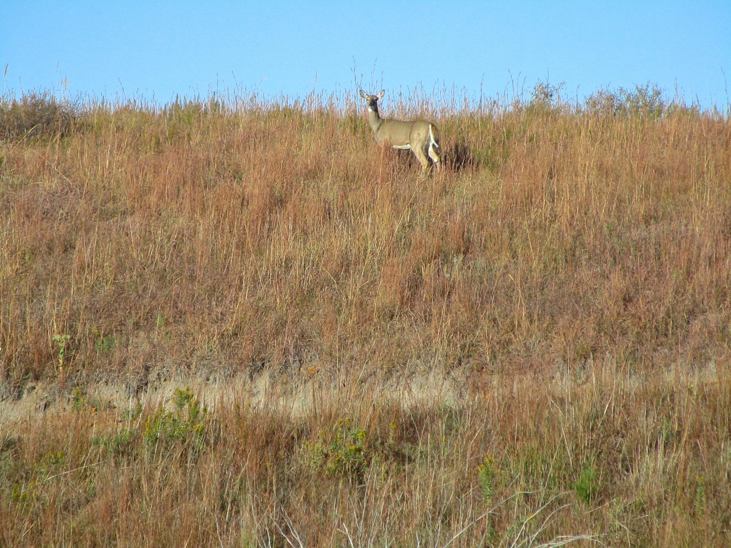 A deer standing on a grassy hillside with tall, golden grass under a clear blue sky. Switchgrass mountain bike trail.