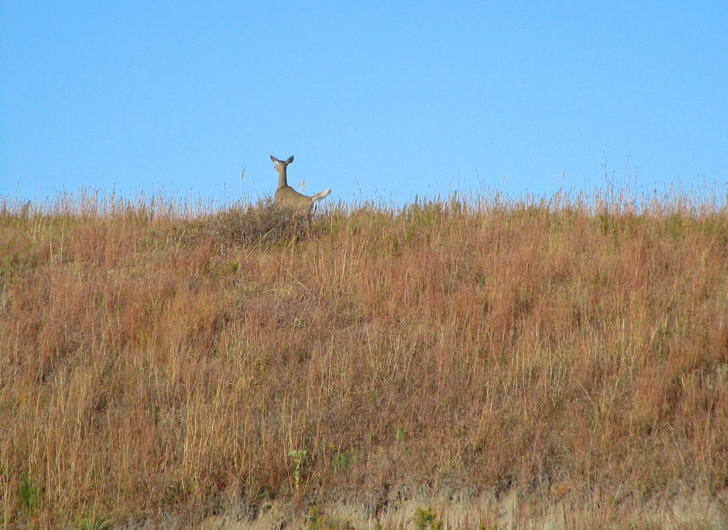 A deer standing on a grassy hill against a clear blue sky. The deer is facing away, partially hidden in the tall, golden grass. Switchgrass mountain bike trail.
