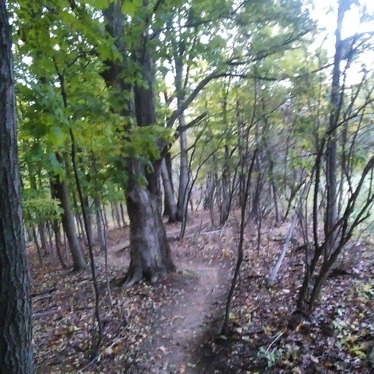 A narrow dirt path winding through a dense forest, lined with tall trees and surrounded by green leaves and fallen foliage. The scene is illuminated by soft, natural light, suggesting early morning or late afternoon. Reagan/Huffman Trails System mountain bike trail.