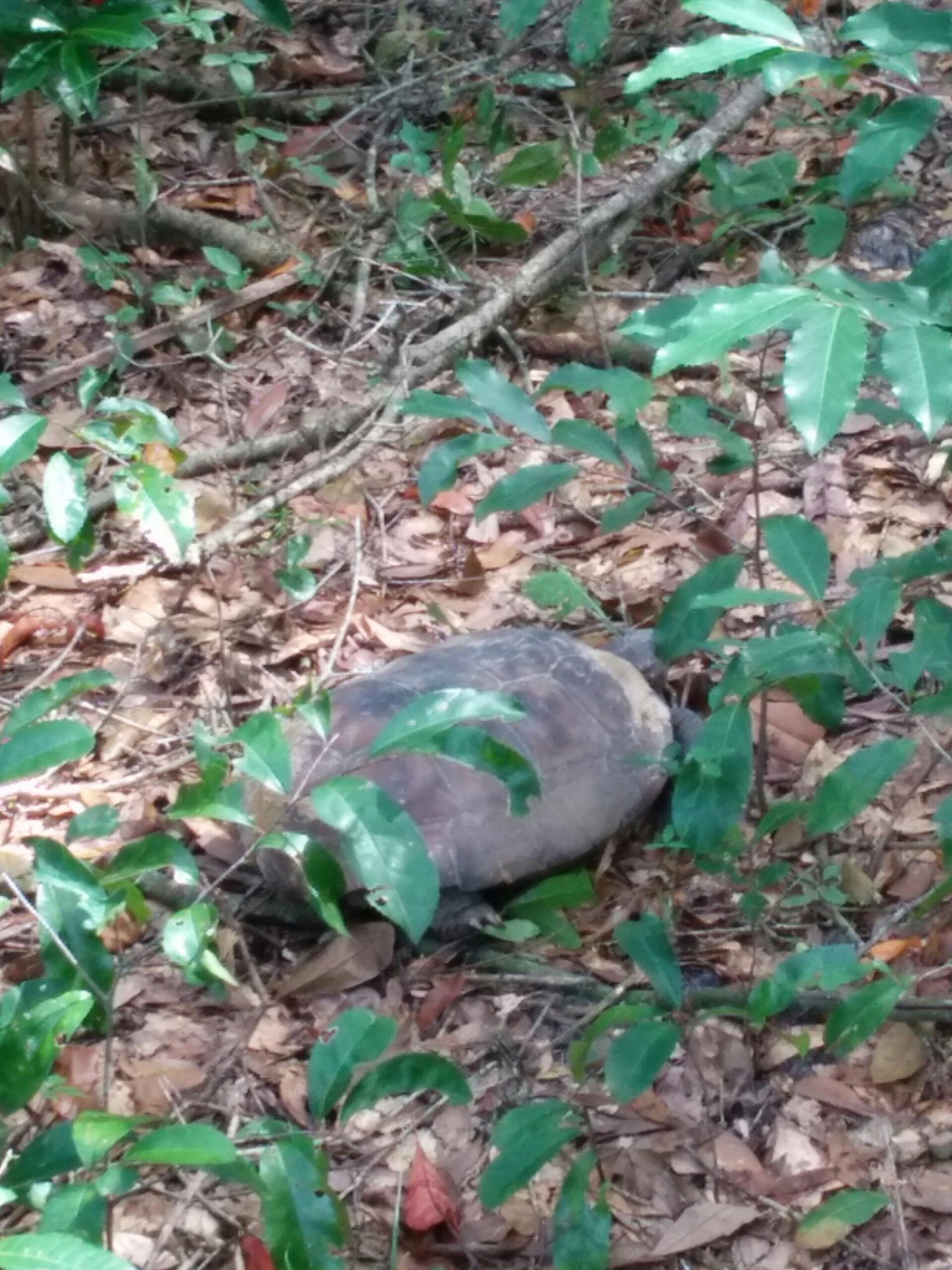 A turtle resting on the forest floor, surrounded by green leaves and scattered dry leaves, with sunlight filtering through the canopy above. Mount Dora Trail mountain bike trail.