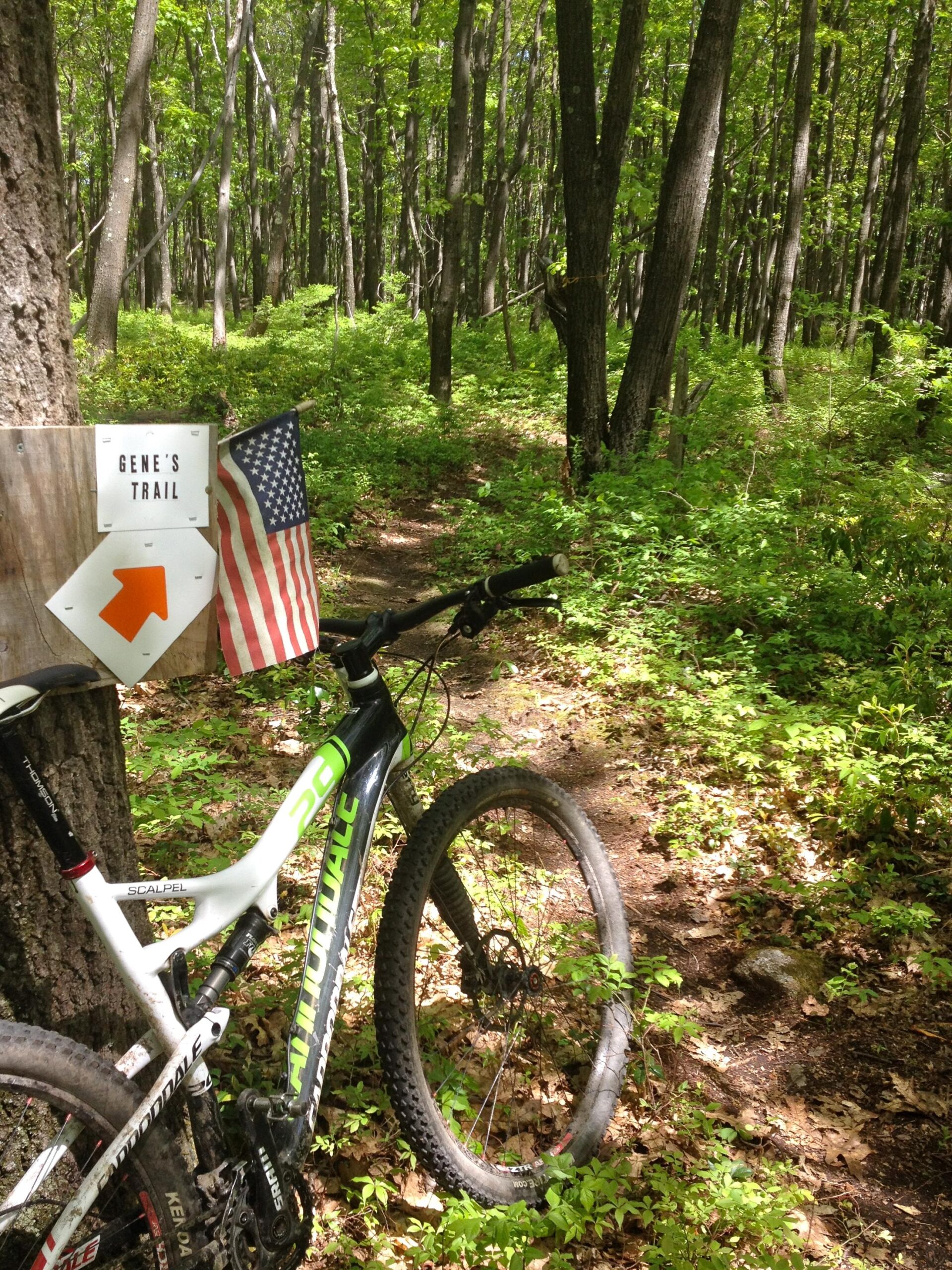 A mountain bike resting against a tree, next to a sign for "Gene's Trail" featuring an arrow pointing to the right. The scene is set in a lush, green forest with dense trees and a vibrant undergrowth, illuminated by sunlight filtering through the leaves. Big Bear Lake Trail Center mountain bike trail.