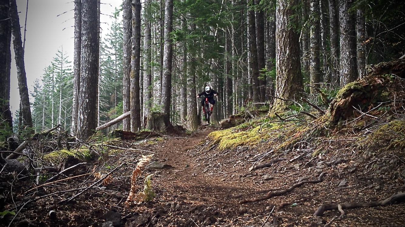 A mountain biker riding on a forest trail, navigating through tall trees and uneven terrain, with a focus on the bike's movement and the natural surroundings. Cold Creek mountain bike trail.