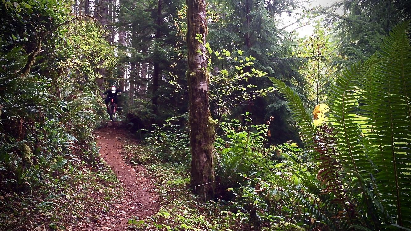 A mountain biker navigating a dirt trail surrounded by lush greenery and tall trees in a dense forest. Ferns and vegetation line the path, creating a vibrant natural backdrop. Cold Creek mountain bike trail.