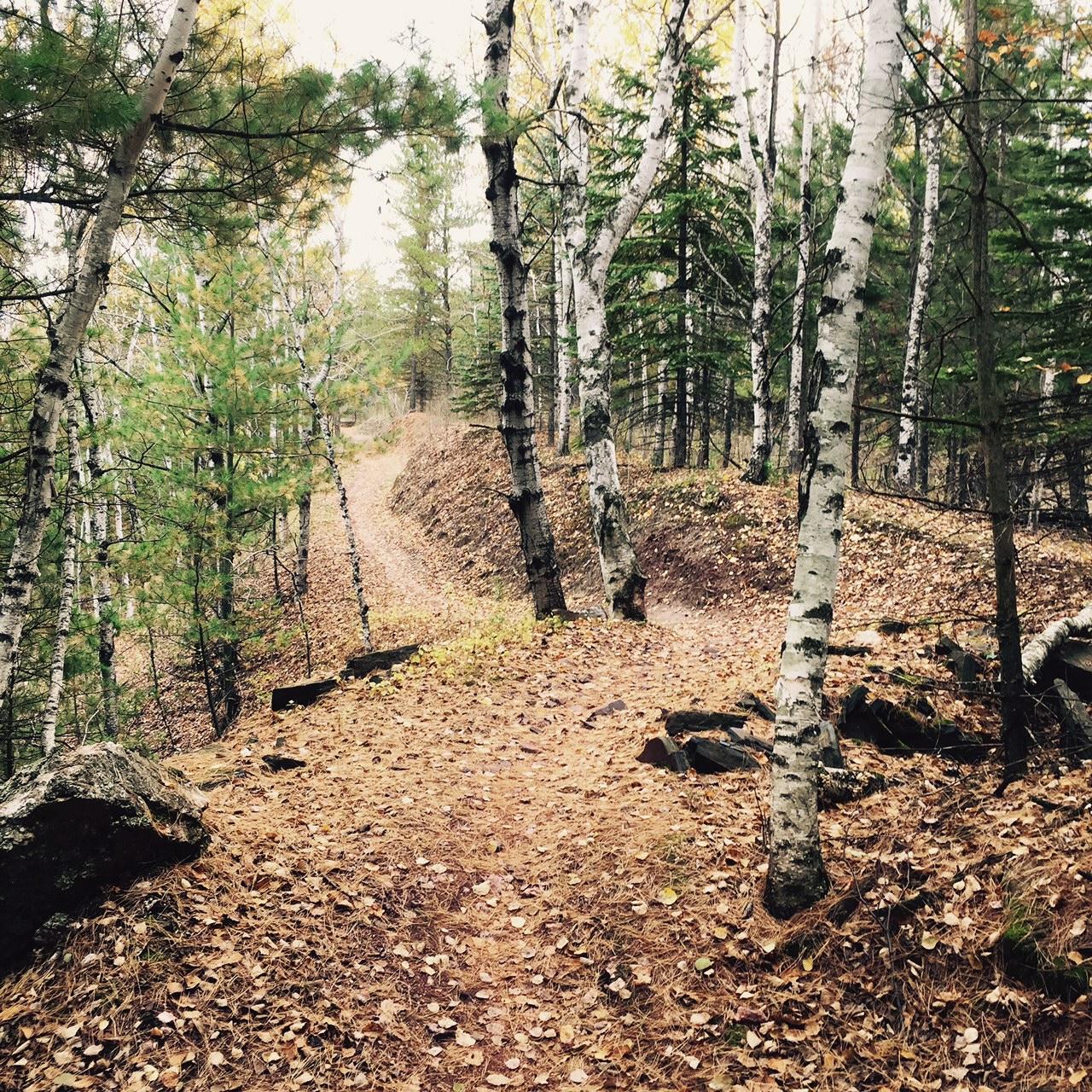 A winding dirt path through a forest of tall trees, including birch and conifers, with a carpet of fallen leaves covering the ground. The scene is set in an autumnal environment, featuring a mixture of yellow and green foliage. Cuyuna Lakes mountain bike trail.