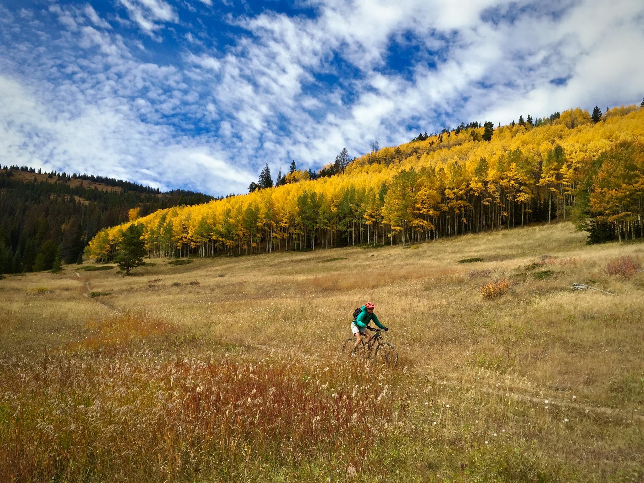 A mountain biker rides through a golden-hued field surrounded by trees with fall foliage against a backdrop of a blue sky and scattered clouds. The landscape features tall grasses and a winding path leading into the forest. Monarch Crest Trail mountain bike trail.