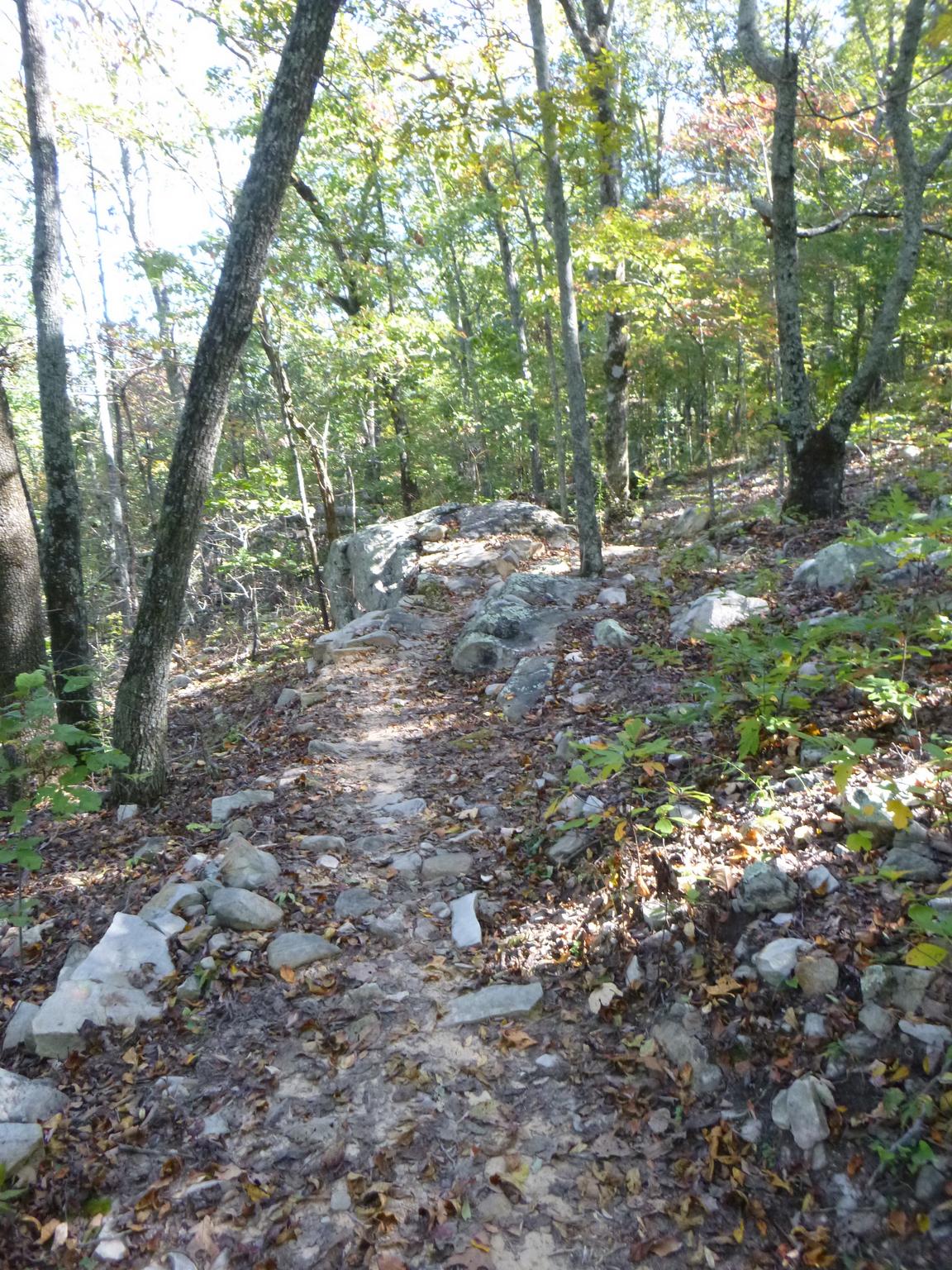 A narrow, winding dirt path leads through a wooded area, flanked by rocks and scattered autumn leaves. Tall trees with green foliage create a canopy overhead, and dappled sunlight filters through the branches, illuminating the trail. Coldwater Mountain mountain bike trail.