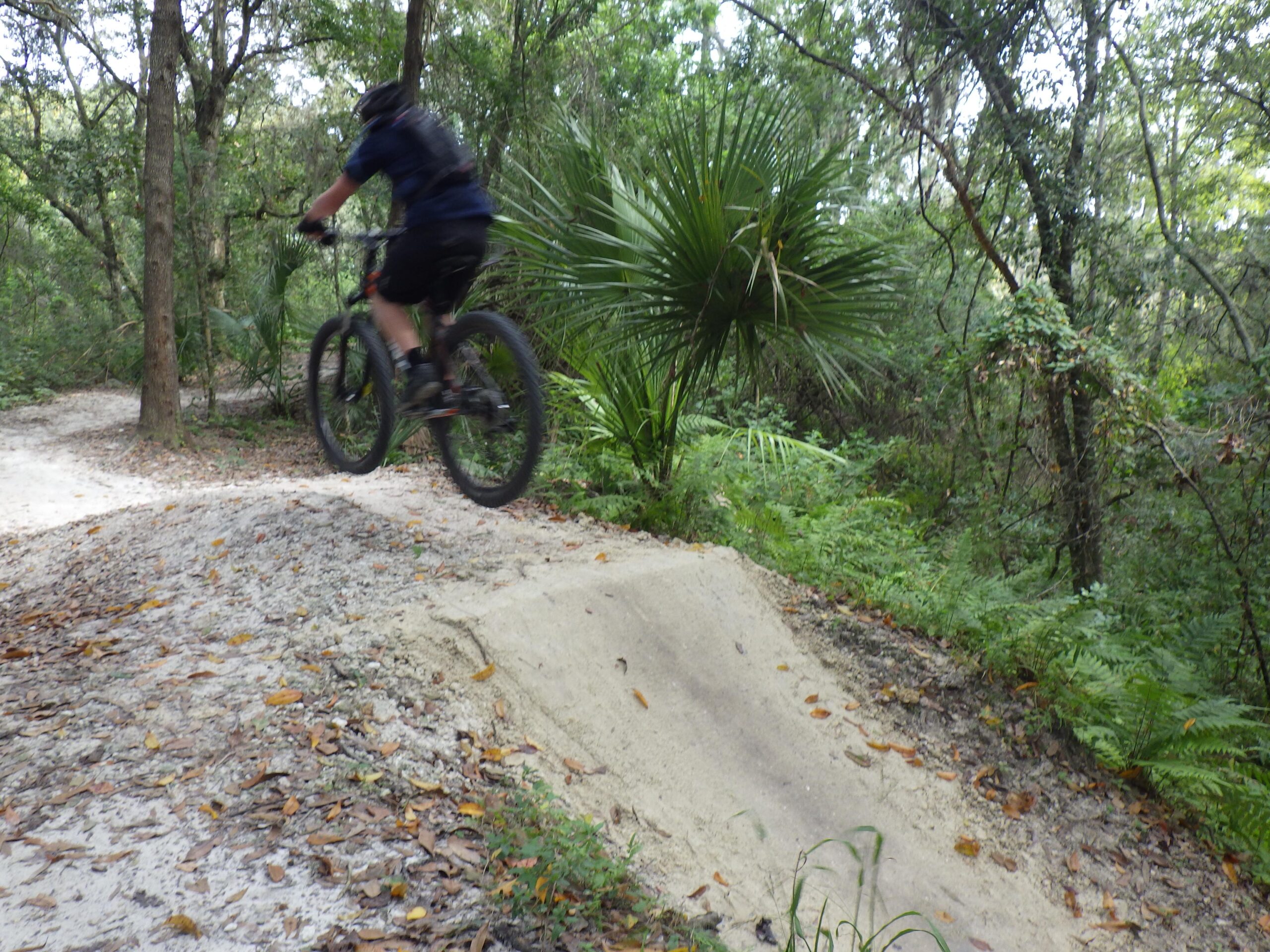 A mountain biker jumping off a dirt ramp on a trail surrounded by lush greenery and trees in a wooded area. Alafia River State Park mountain bike trail.