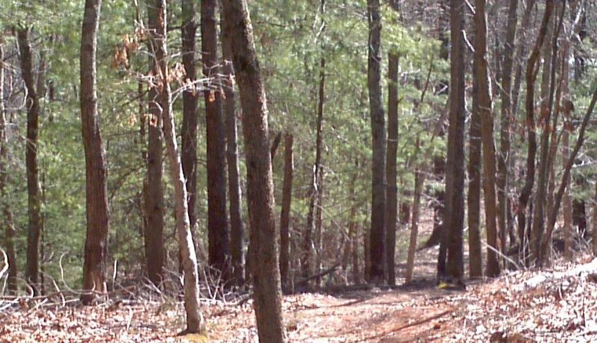 A narrow, winding dirt path through a wooded area, surrounded by tall trees with green foliage and some sparse underbrush, suggesting a natural, tranquil outdoor environment. Cathedral Pines - Black Diamond Loop mountain bike trail.