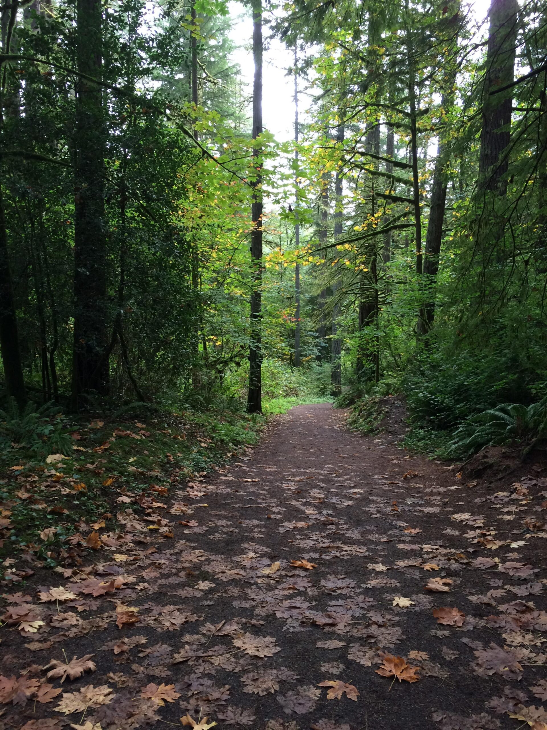 A tranquil forest path covered with fallen leaves, surrounded by tall trees and lush greenery. The scene captures the essence of nature, with hints of autumn colors in the foliage overhead. Round Lake mountain bike trail.