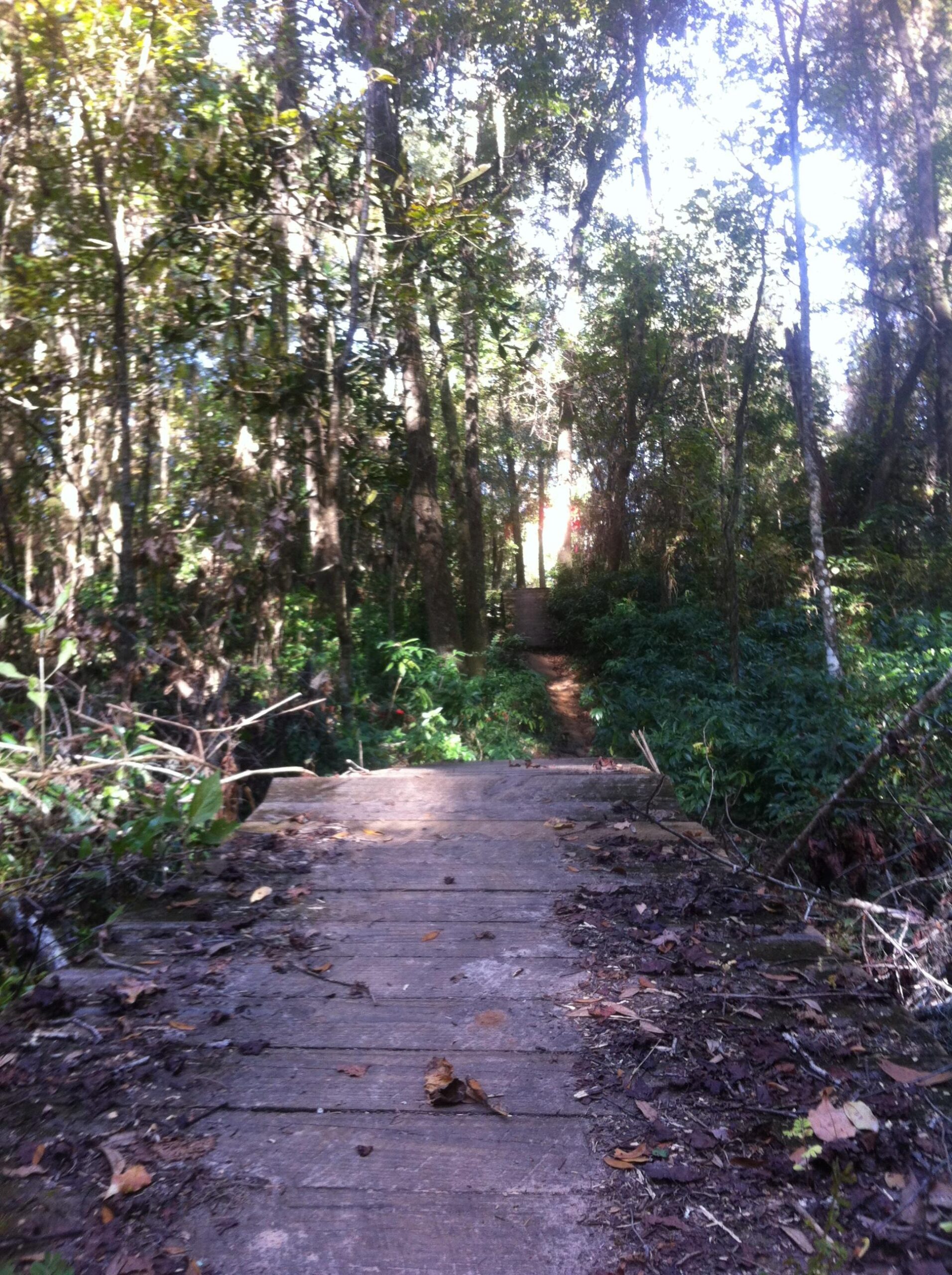 A wooden bridge leads through a lush green forest, surrounded by tall trees and dense underbrush. Sunlight filters through the leaves, illuminating the path ahead. Fallen leaves and twigs are scattered on the bridge, indicating a serene and natural environment. Cadillac mountain bike trail.