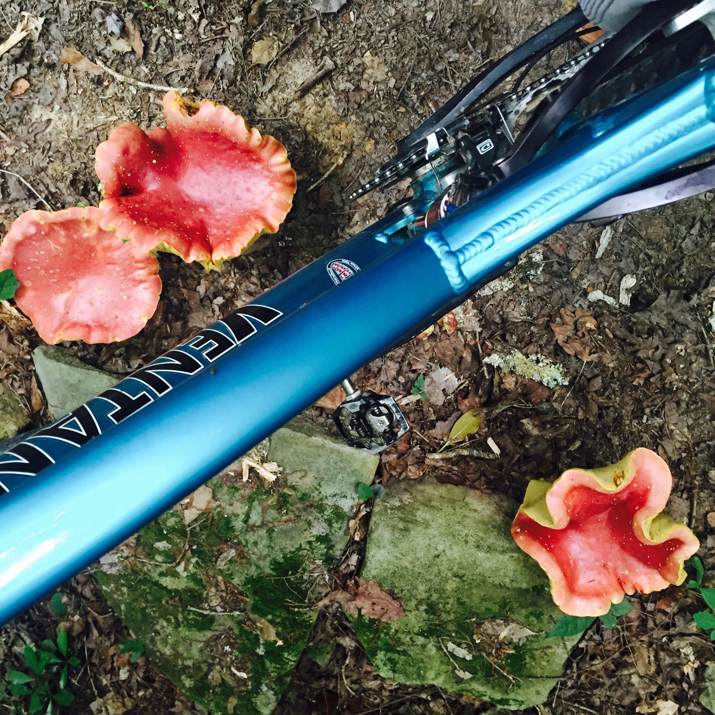 Ventana El Ray El Ray: A close-up view of a blue bicycle frame lying on the ground, surrounded by large, unusual fungi with a pinkish-red color. The scene captures a forest floor with leaves and dirt, highlighting the contrast between the bike and the natural elements.