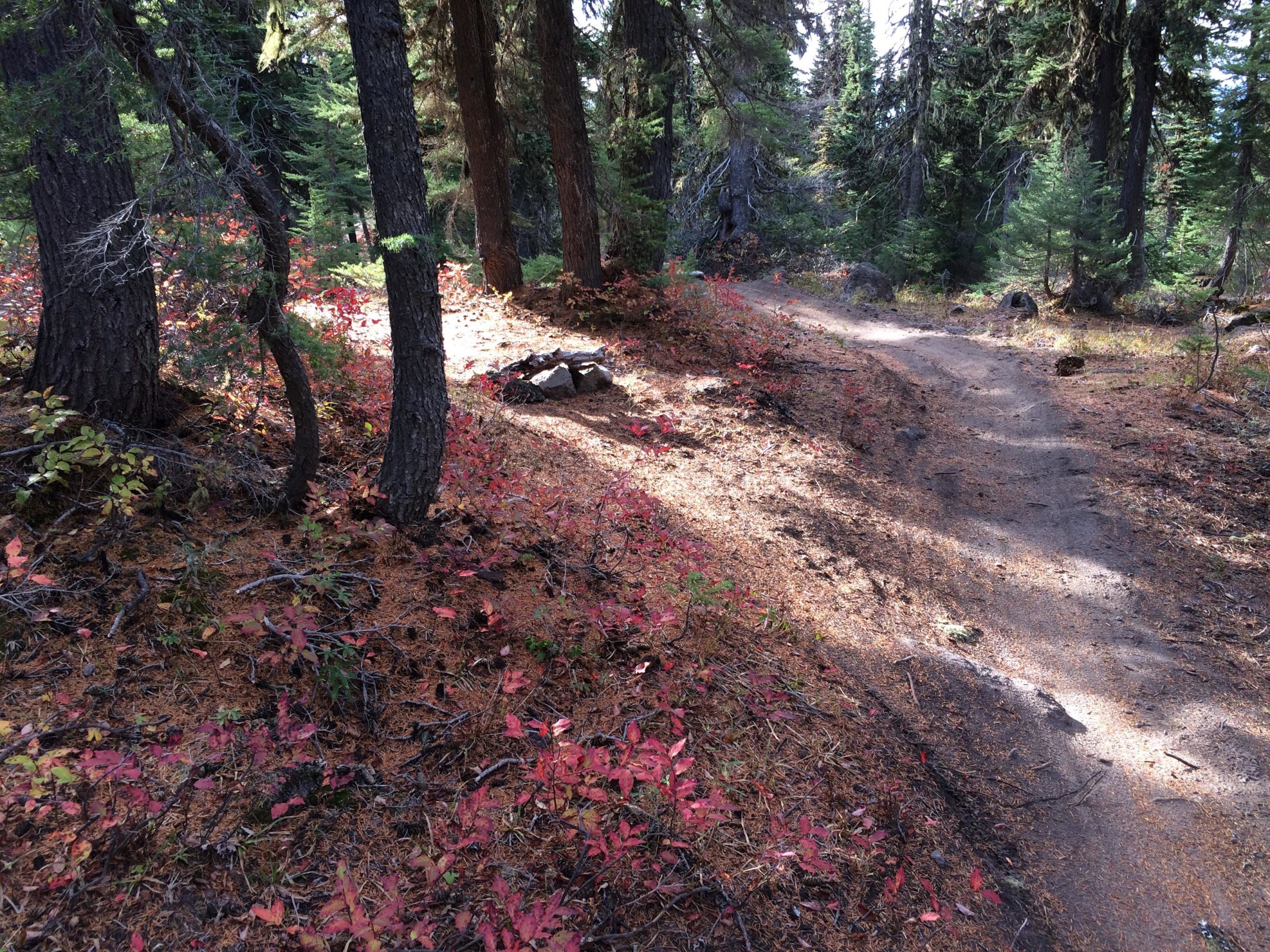 A forest trail surrounded by tall trees, with vibrant red and green foliage covering the ground. Sunlight filters through the branches, highlighting a dirt path that winds through the woods. A small, gathered pile of rocks is visible off to the side. Timberline to Town mountain bike trail.