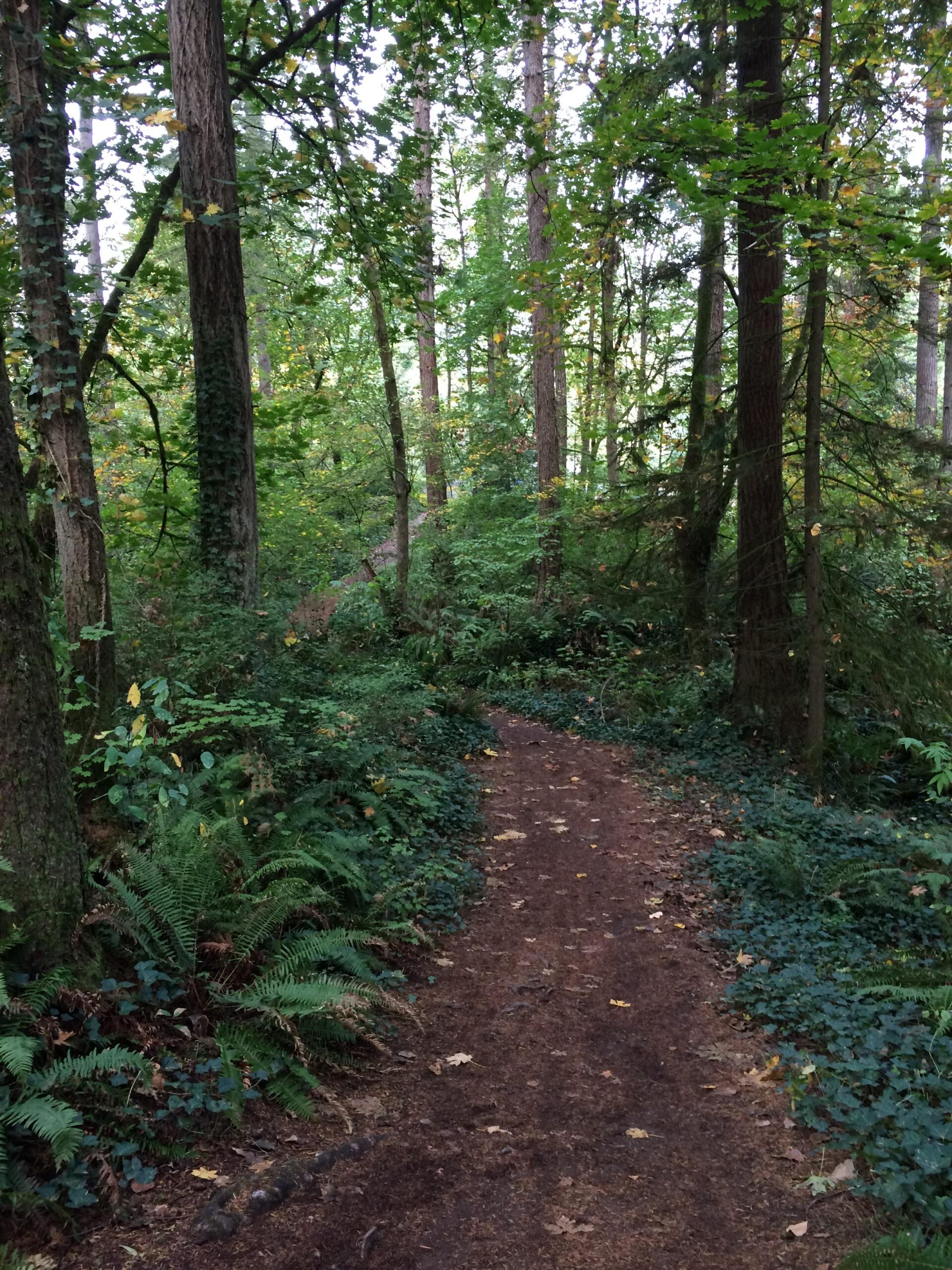 A narrow dirt path winding through a lush green forest, flanked by tall trees and ferns. The scene is filled with varying shades of green, and hints of yellow leaves can be seen among the foliage, suggesting an early autumn atmosphere. Round Lake mountain bike trail.