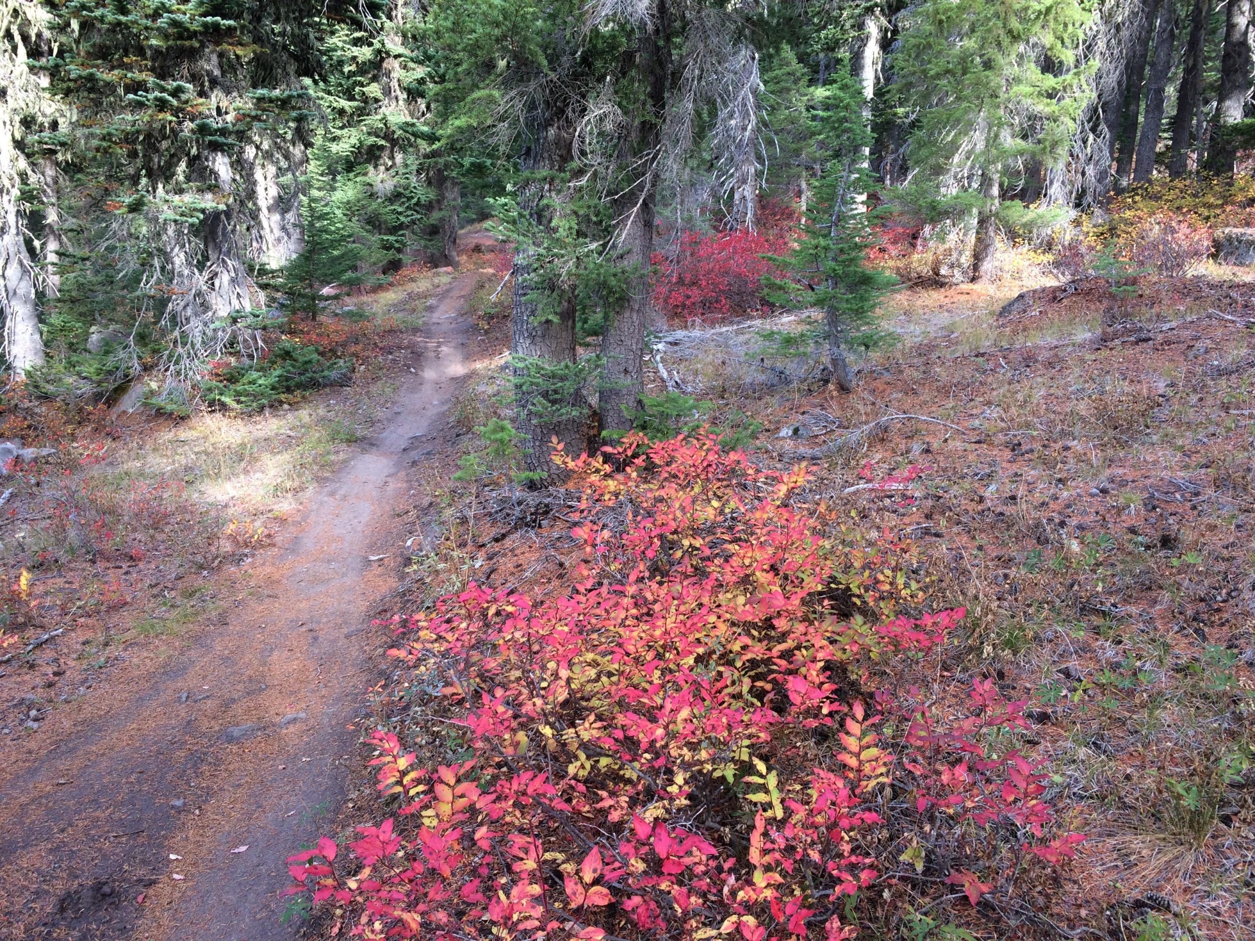 A narrow dirt path winds through a forest, surrounded by trees and vibrant patches of red and orange foliage. Sunlight filters through the branches, illuminating the ground covered with fallen pine needles and autumn leaves. Timberline to Town mountain bike trail.
