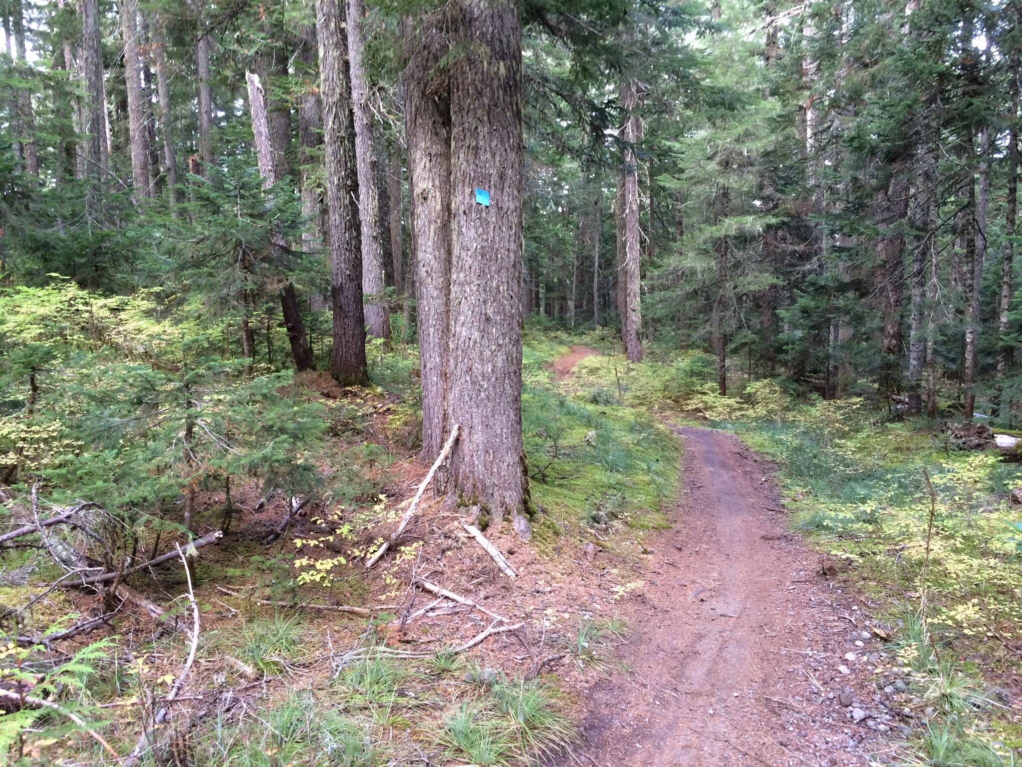 A forest trail winding through tall trees, with a dirt path visible alongside various plants and underbrush. A blue marker can be seen on one of the trees, indicating the trail's route. The scene conveys a tranquil, natural setting. Timberline to Town mountain bike trail.