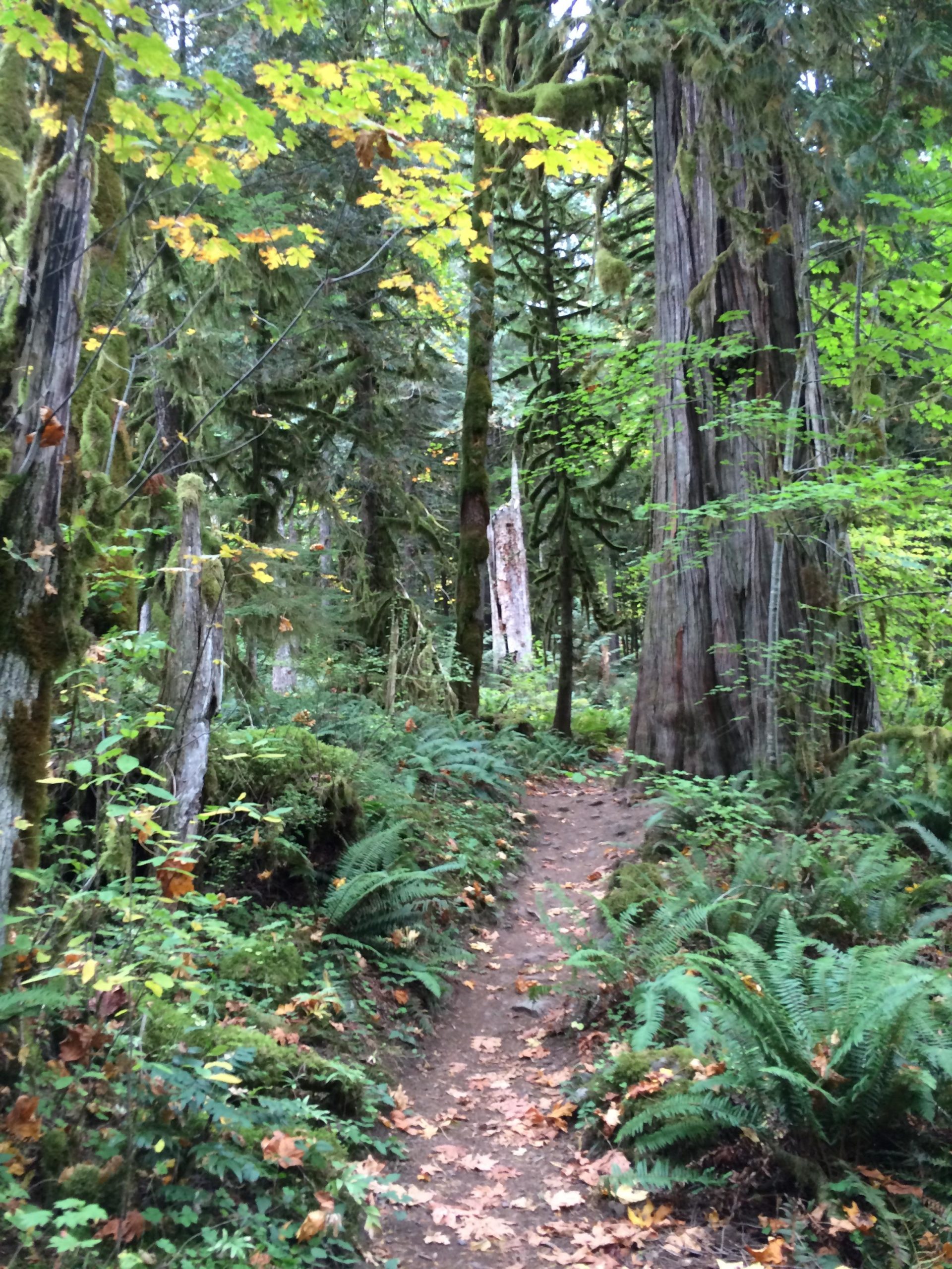 A winding dirt path surrounded by lush greenery in a dense forest, featuring tall trees and ferns, with a few autumn leaves scattered on the ground. Old Salmon River Trail mountain bike trail.