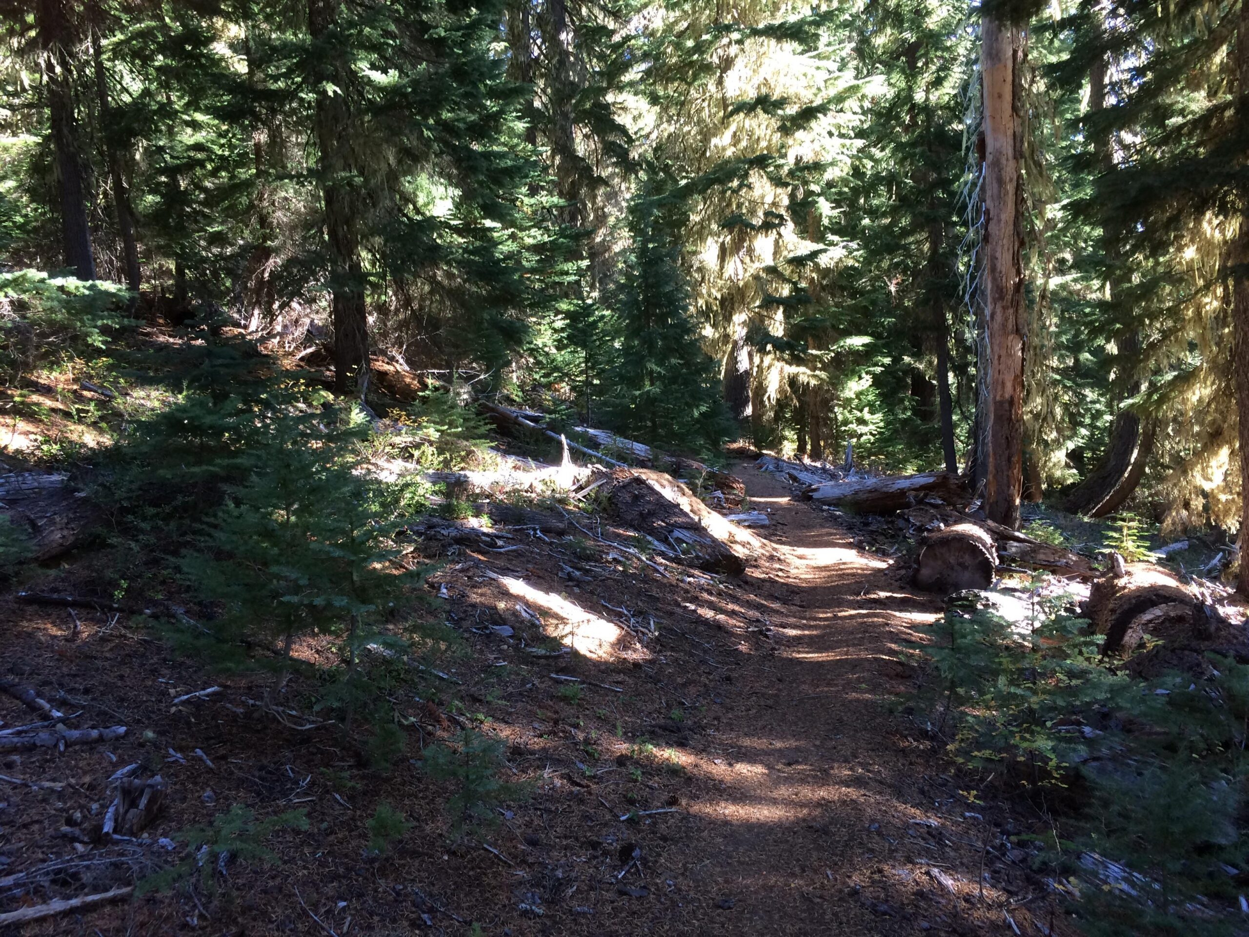A winding dirt path through a lush, green forest filled with tall trees and fallen logs, illuminated by dappled sunlight filtering through the foliage. Gold Lake To Bobby Lake mountain bike trail.