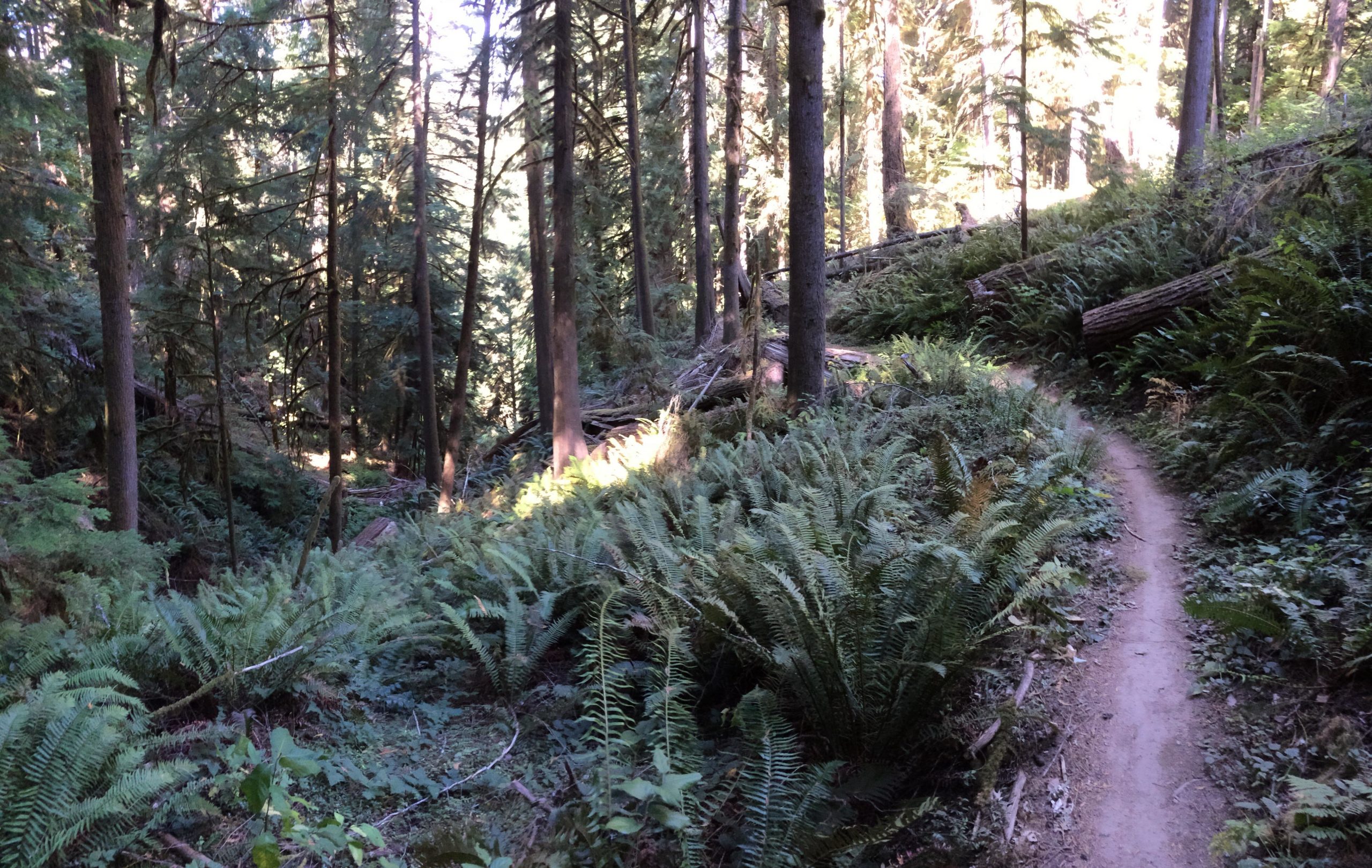 A winding dirt path surrounded by lush green ferns and tall trees in a wooded forest setting, with dappled sunlight filtering through the canopy. Larison Rock mountain bike trail.