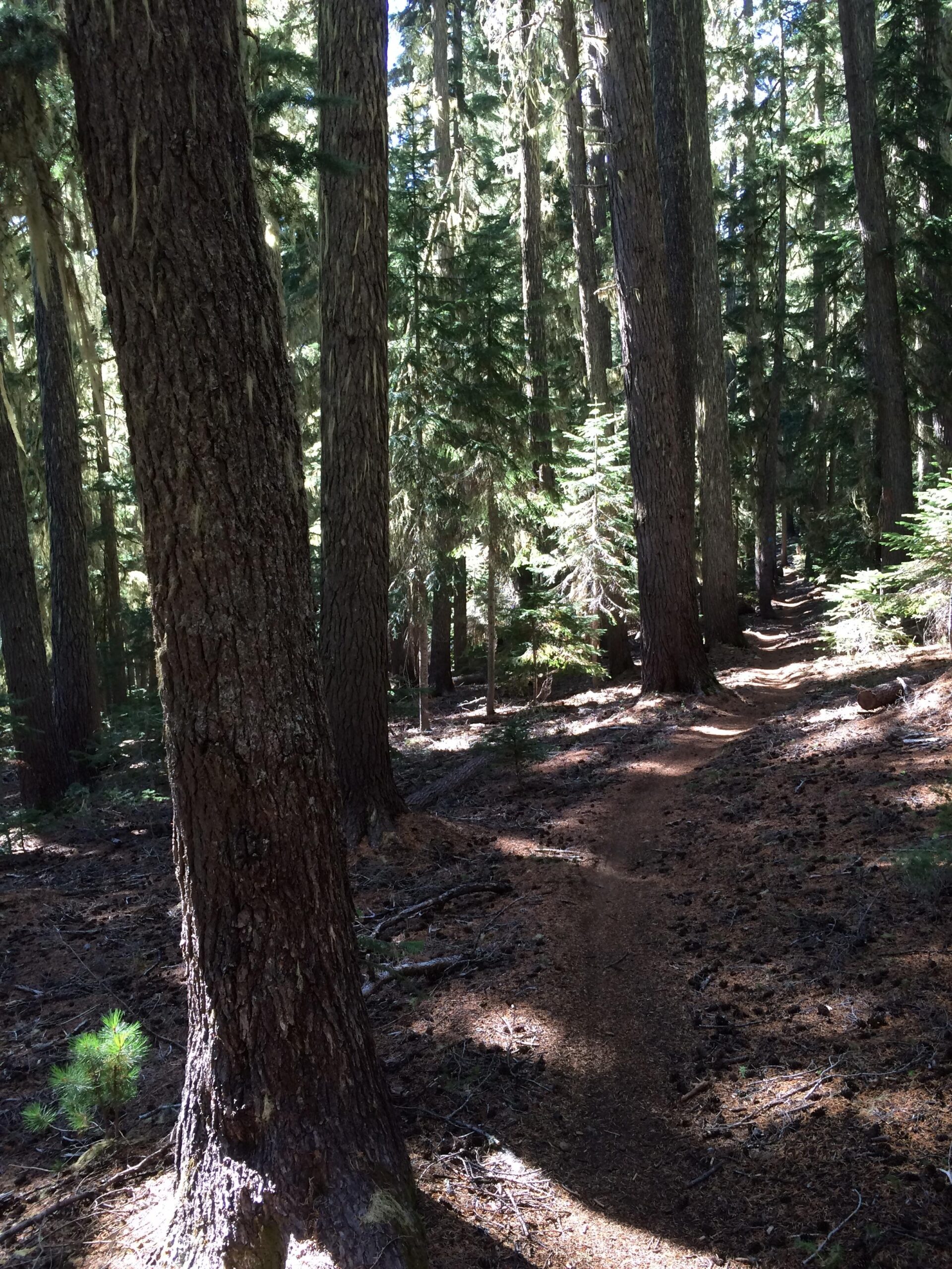 A winding dirt path disappears into a dense forest of tall trees, with light filtering through the foliage. The ground is covered in pine needles and small patches of greenery are visible. Gold Lake To Bobby Lake mountain bike trail.