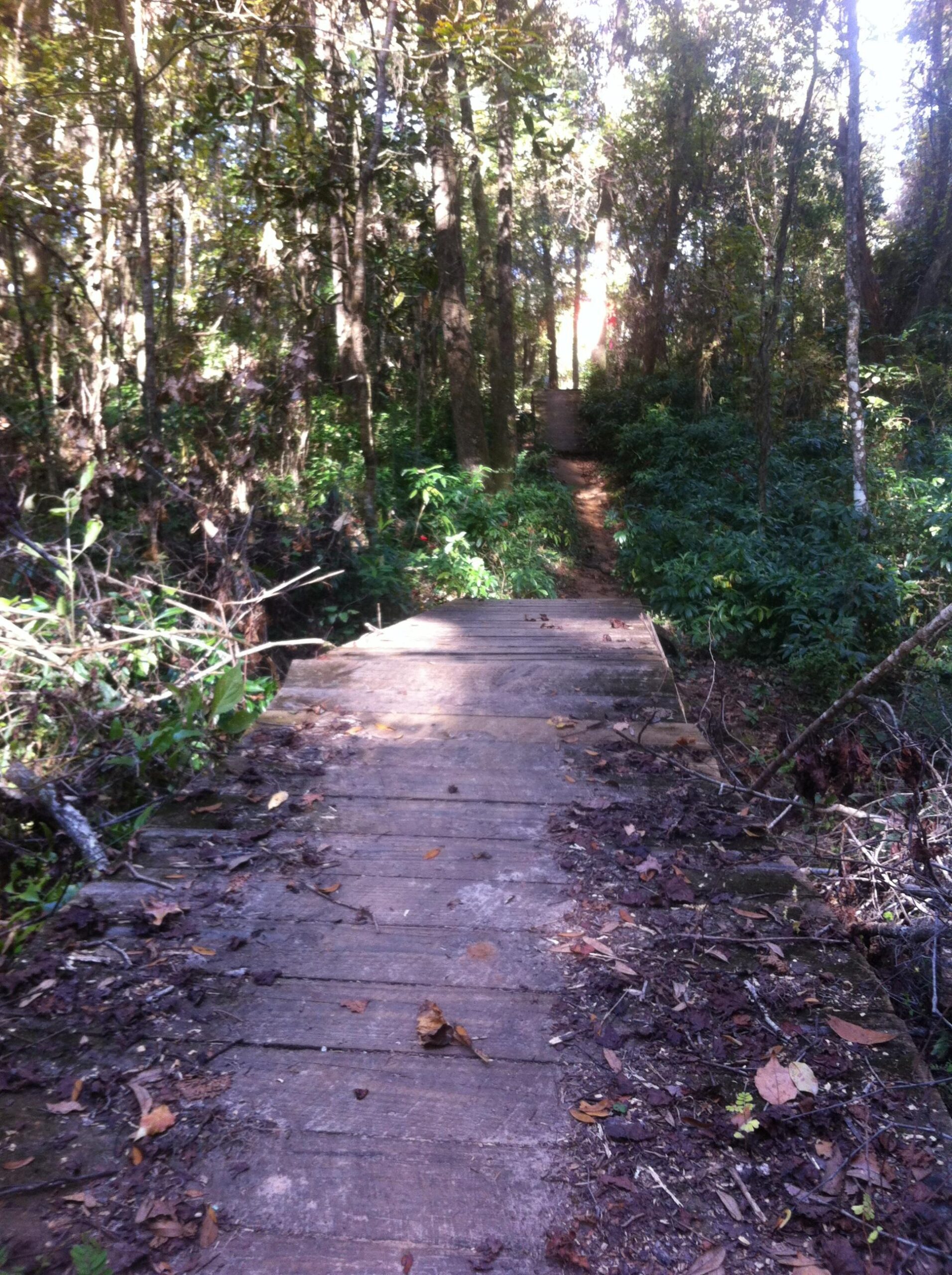 A wooden bridge leads through a lush green forest, surrounded by tall trees and dense foliage. Sunlight filters through the leaves, casting soft light on the path ahead. Fallen leaves and small twigs are scattered along the bridge, enhancing the natural ambiance. The trail continues further into the woods, inviting exploration. Cadillac mountain bike trail.