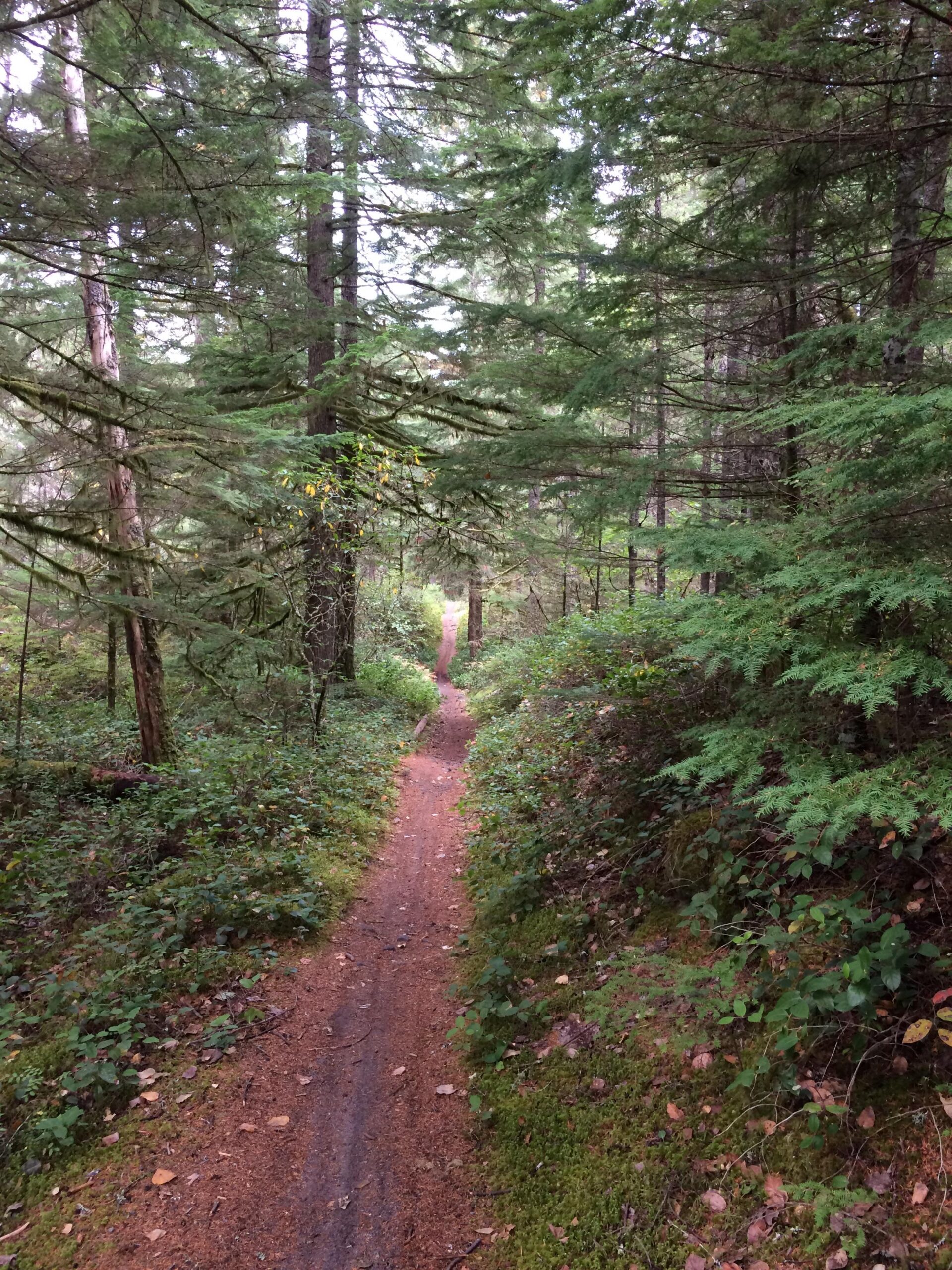 A narrow dirt trail winding through a lush green forest, surrounded by tall trees and dense foliage. The path is lightly covered with fallen leaves and leads into the distance, inviting exploration. Pioneer Bridle mountain bike trail.