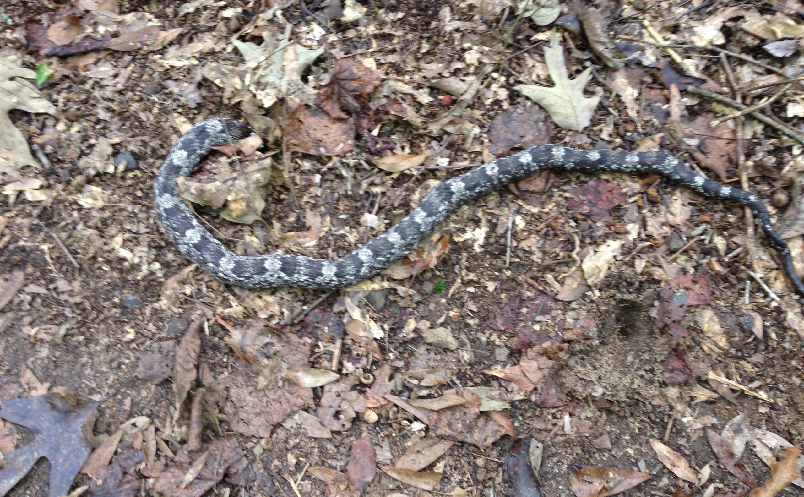 A snake lying on the forest floor, surrounded by fallen leaves and soil. The snake has a patterned body with shades of gray and brown, blending into the earthy background. Troy State University Dothan Trails mountain bike trail.