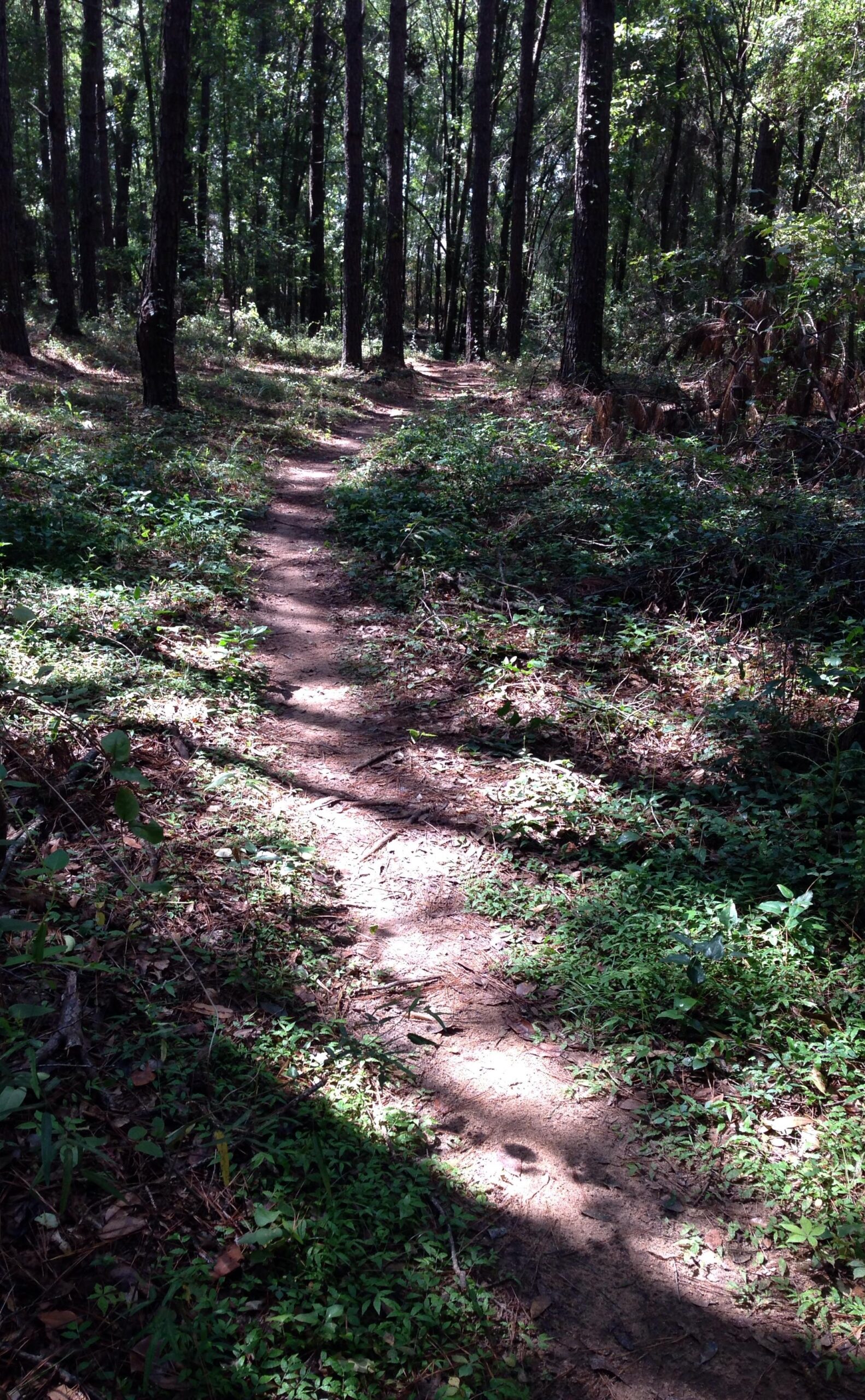 A narrow dirt path winding through a forest, surrounded by tall trees and greenery. Sunlight filters through the leaves, creating patches of light and shadow on the ground. The trail is lined with low plants and scattered leaves. Troy State University Dothan Trails mountain bike trail.