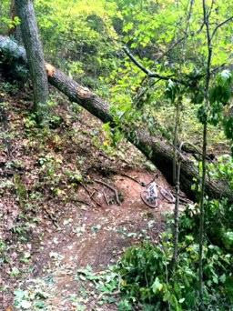 A fallen tree blocking a dirt bike path in a wooded area, surrounded by greenery and scattered leaves. Kitsuma mountain bike trail.