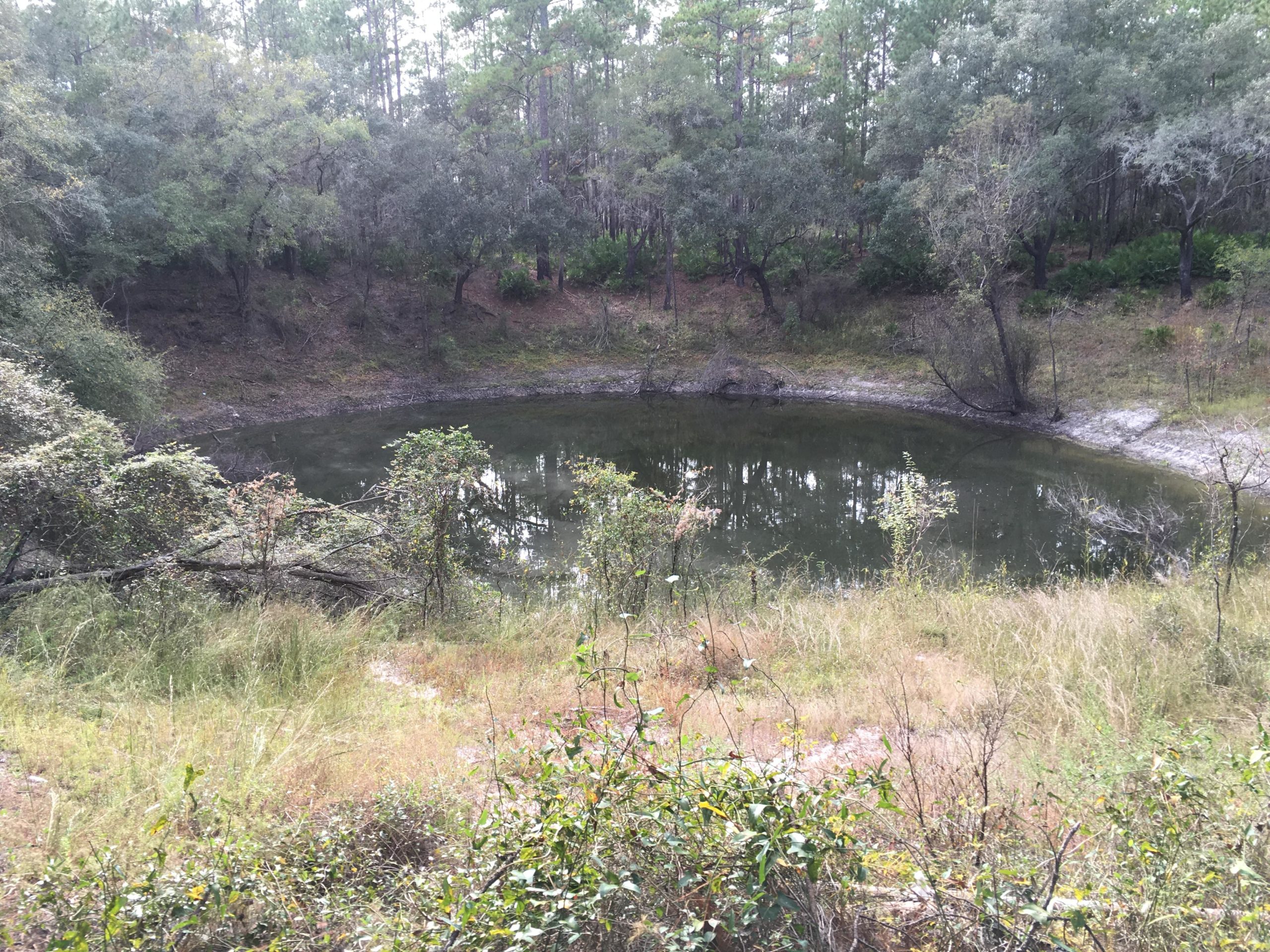 A tranquil pond surrounded by lush greenery and trees, with tall grass in the foreground and a serene atmosphere in a natural forest setting. Fosters Hammock mountain bike trail.