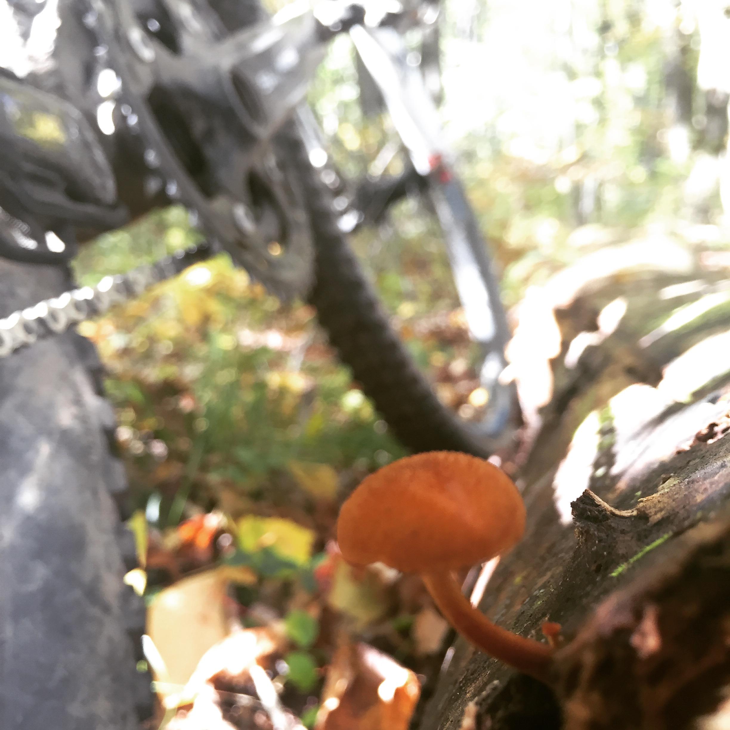 A close-up view of a small orange mushroom growing on a log, with a mountain bike partially visible in the background among the autumn foliage. Sharpsville bike trail mountain bike trail.