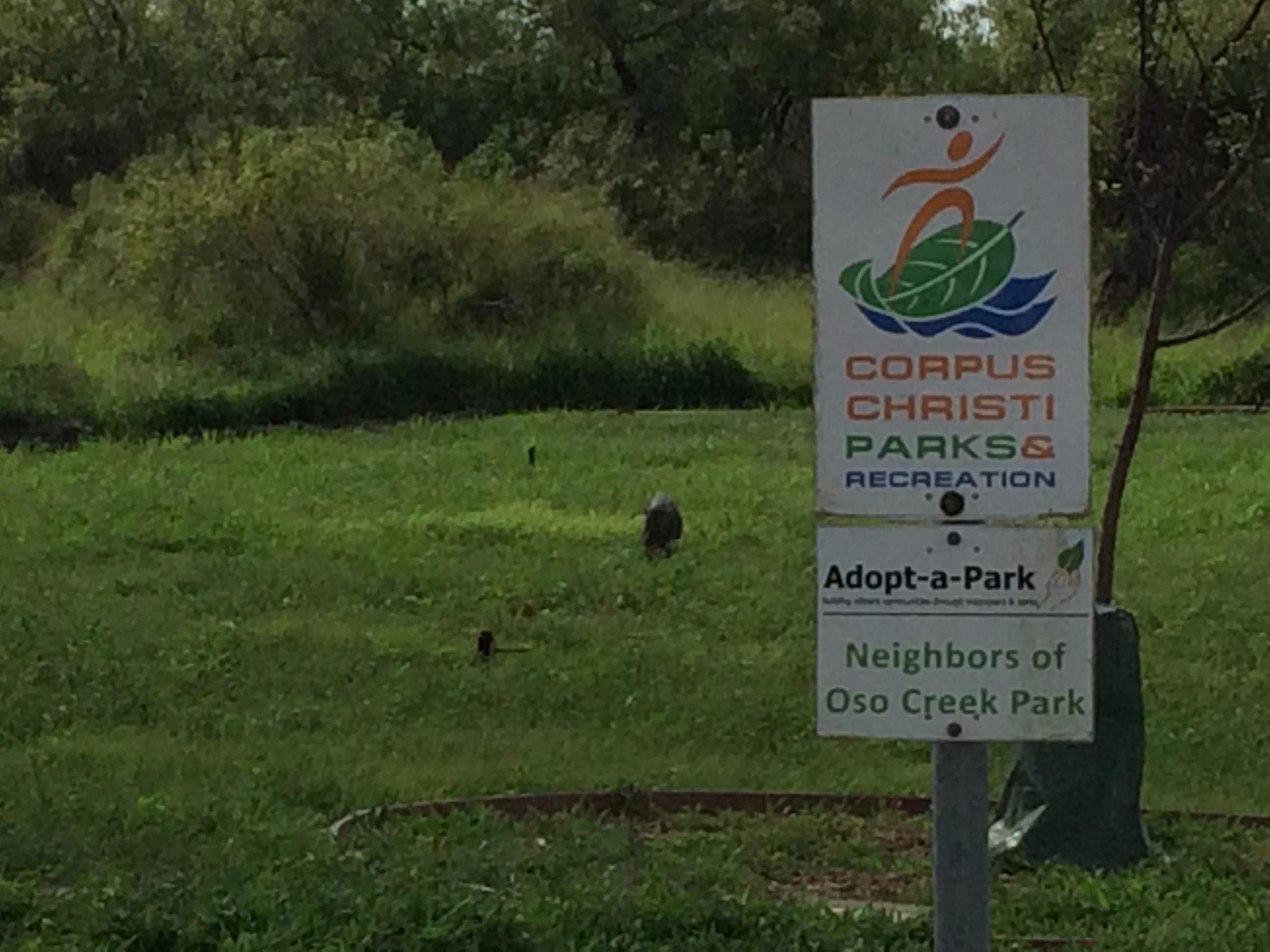 Sign for Corpus Christi Parks and Recreation in a green park area, indicating participation in the Adopt-a-Park program and referencing Oso Creek Park. The background features lush grass and some shrubs. Oso Creek Park mountain bike trail.