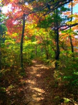 A serene forest pathway surrounded by trees displaying vibrant autumn foliage in shades of green, yellow, and red, creating a picturesque natural setting. Kitsuma mountain bike trail.