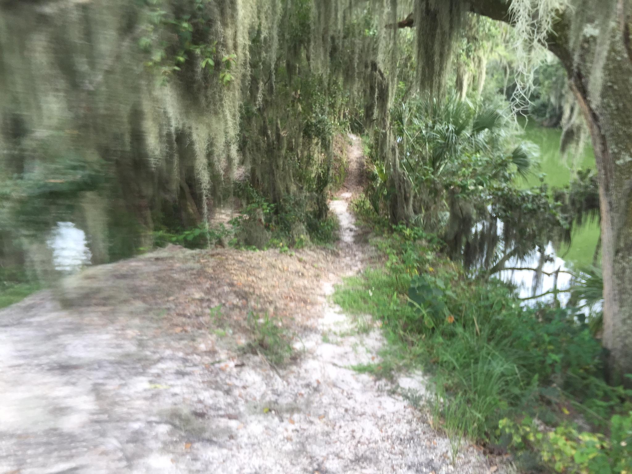 A blurred view of a winding path beside a serene green body of water, surrounded by lush vegetation and hanging Spanish moss from nearby trees. Loyce E. Harpe Park mountain bike trail.