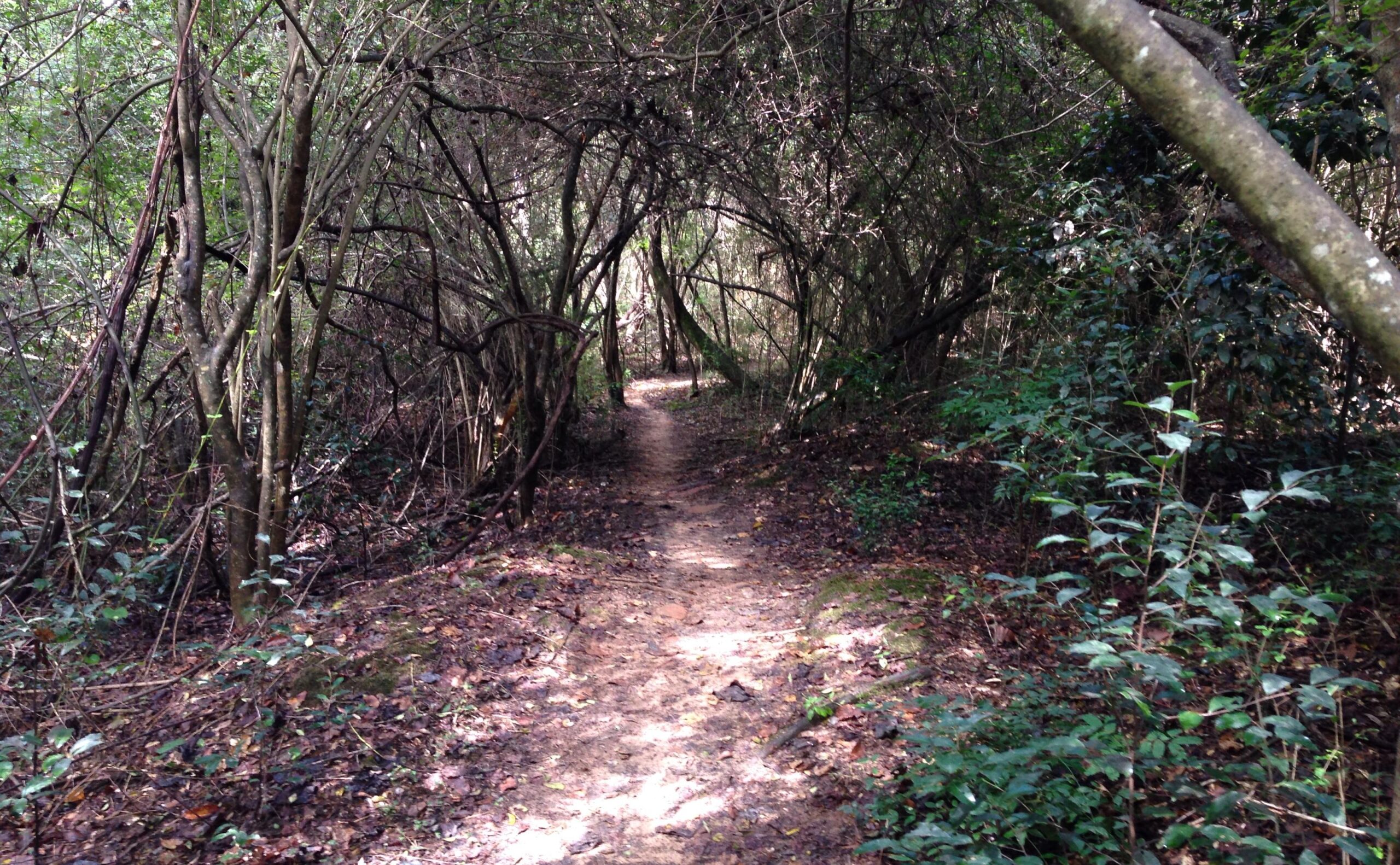 A narrow dirt path leads through a dense, green forest. The path is flanked by tall trees and tangled branches, creating a natural tunnel effect. Sunlight filters through the foliage, illuminating parts of the trail amidst the shadows. Leaf litter covers the ground, adding to the natural ambiance of the scene. Troy State University Dothan Trails mountain bike trail.