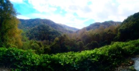 A panoramic view of rolling hills covered in lush green trees, with a clear blue sky and scattered clouds above. The landscape features a vibrant mix of green foliage in the foreground and distant mountains in the background. Kitsuma mountain bike trail.