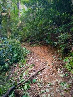 A narrow dirt path winding through a dense forest, surrounded by lush greenery and scattered leaves. Kitsuma mountain bike trail.