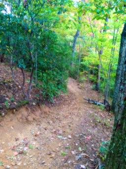 A winding dirt trail surrounded by lush green trees and foliage, with hints of autumn leaves scattered along the path. Kitsuma mountain bike trail.
