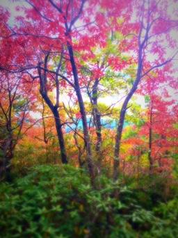 A vibrant autumn landscape featuring trees with red and green foliage, surrounded by lush greenery. The scene captures the beauty of fall colors with a blurred background creating a dreamy atmosphere. Kitsuma mountain bike trail.