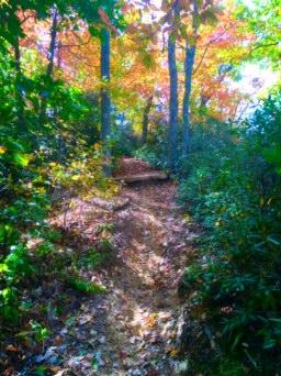 A wooded hiking trail surrounded by vibrant autumn foliage, featuring a mixture of colorful leaves on the trees and ground. The path is narrow and winding, leading through a serene and lush green landscape. Kitsuma mountain bike trail.