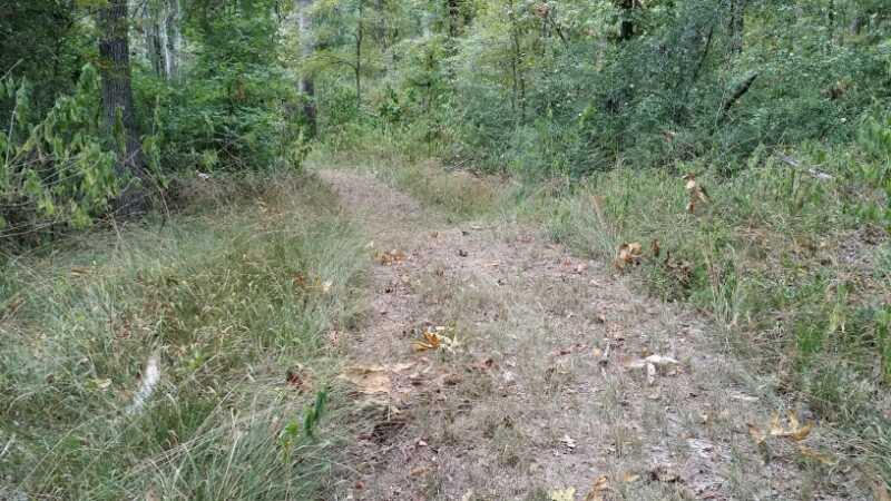 A narrow, winding dirt path through a wooded area, surrounded by tall grass and trees, with scattered leaves on the ground. The scene conveys a peaceful, natural setting. Lake Bistineau State Park mountain bike trail.