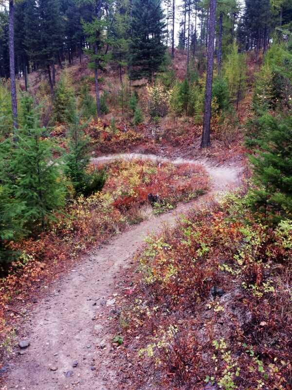 A winding dirt path traverses a forested area with a mix of green pine trees and colorful autumn foliage, showcasing shades of red, orange, and yellow. The trail curves through the landscape, surrounded by shrubs and underbrush, leading into the distance. Whitefish Trail mountain bike trail.
