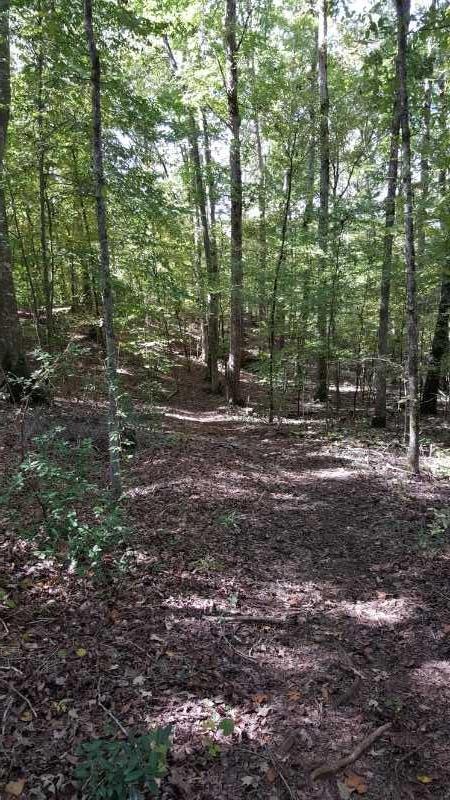 A serene forest scene featuring tall trees with lush green leaves, sunlight filtering through the canopy, and a winding path covered with fallen leaves and twigs. The area appears peaceful and inviting, with various shades of green and brown creating a natural atmosphere. West Point River Park mountain bike trail.