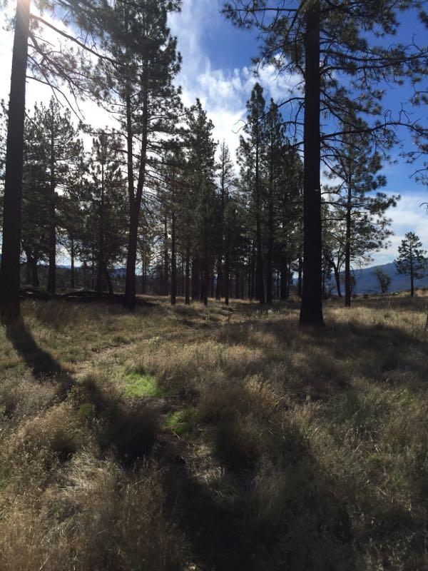 A serene forest landscape featuring tall pine trees against a blue sky with scattered clouds. Sunlight filters through the branches, illuminating a grassy area covered in soft, golden grass. A winding path leads through the trees, inviting exploration of the natural setting. Exfoliator mountain bike trail.