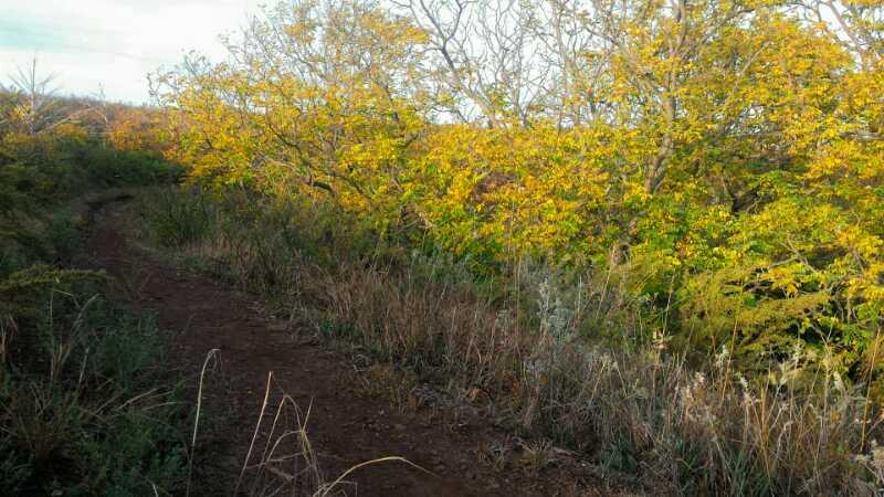 A winding dirt path surrounded by tall grasses and vibrant autumn foliage, with trees displaying bright yellow leaves against a clear sky. Switchgrass mountain bike trail.