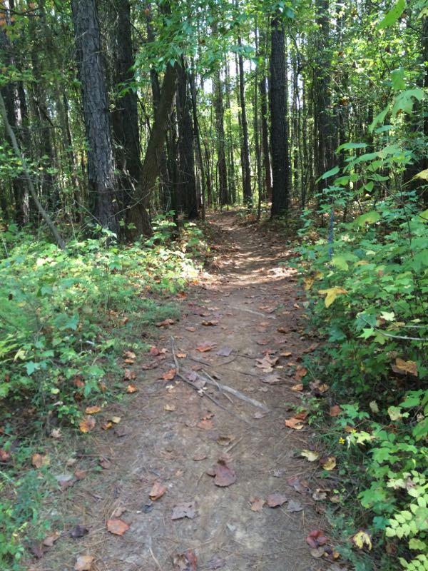 A winding dirt path through a wooded area, flanked by trees and shrubs. The ground is covered with fallen leaves, indicating a seasonal change. Sunlight filters through the foliage, creating a peaceful and inviting atmosphere. USNWC mountain bike trail.
